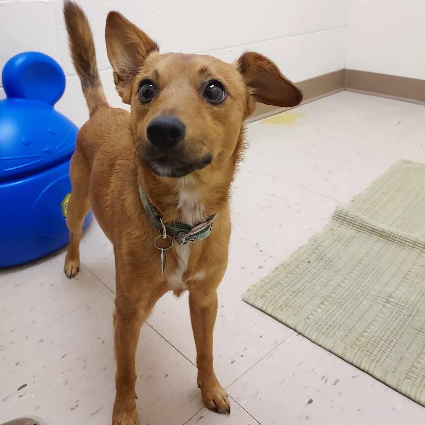 Dog for adoption Blaze, a Chihuahua & Terrier Mix in Falls Creek, PA