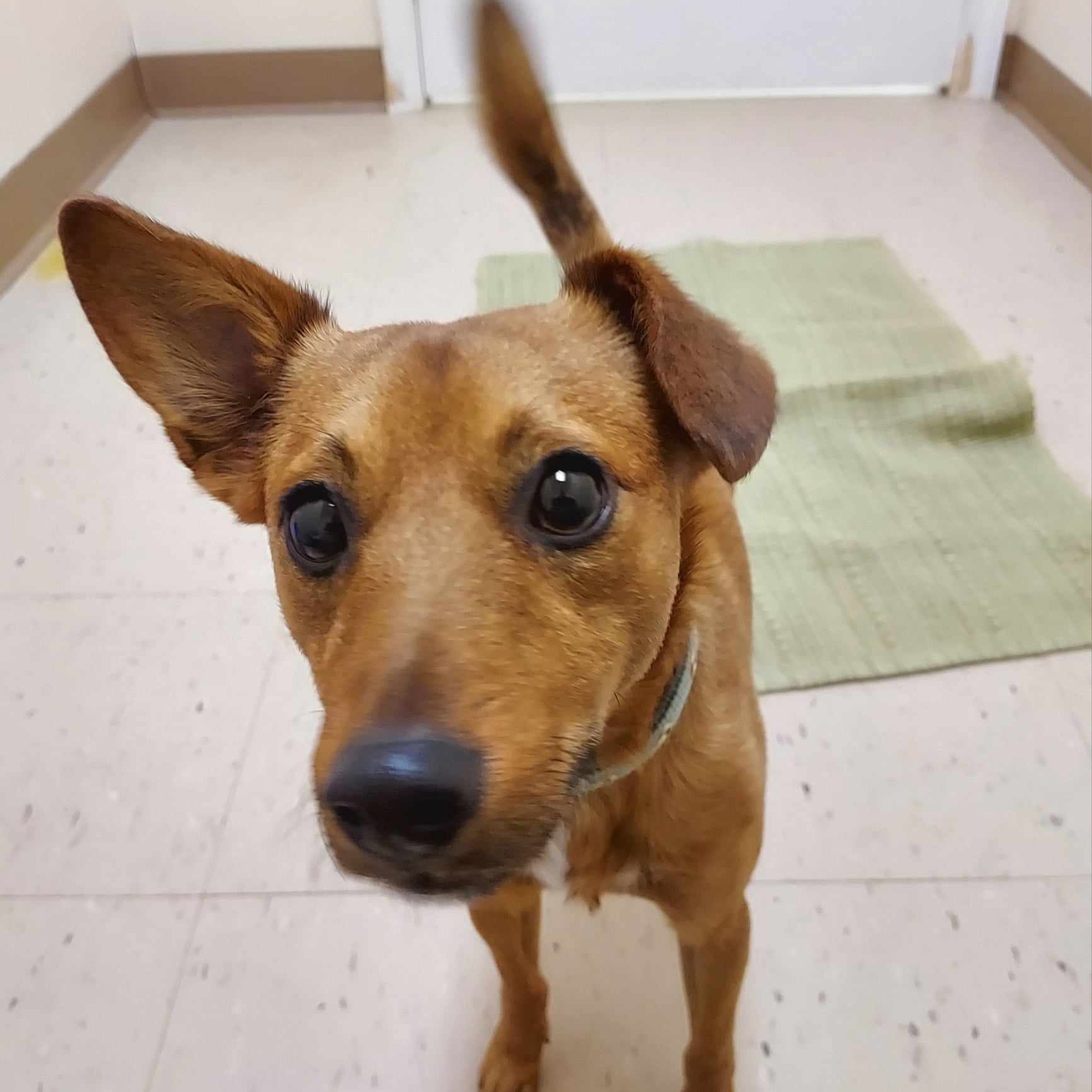 Dog for adoption Blaze, a Chihuahua & Terrier Mix in Falls Creek, PA