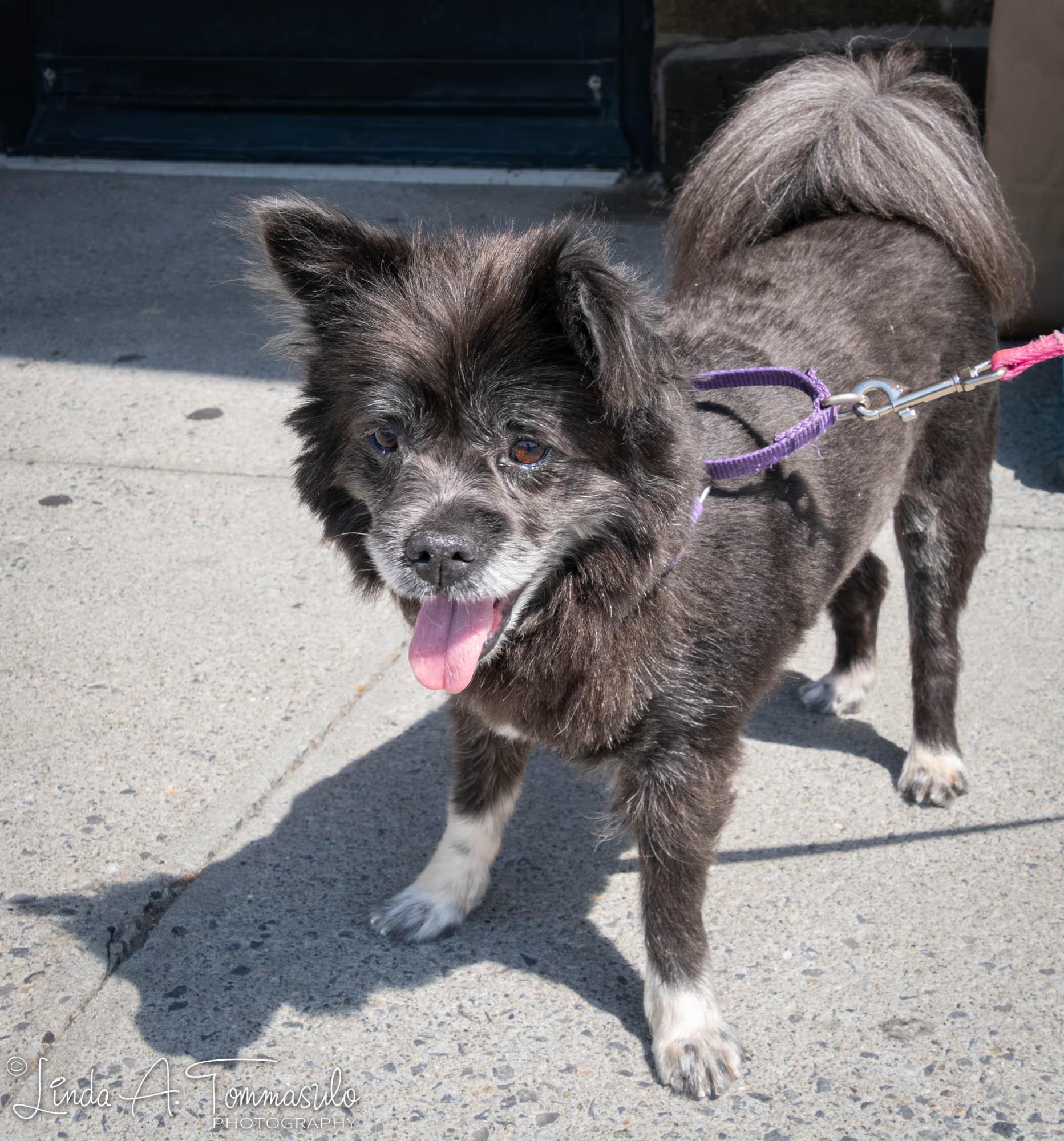 Enlarge DANDELION, an adopted mixed breed in Albany, NY image 3/6