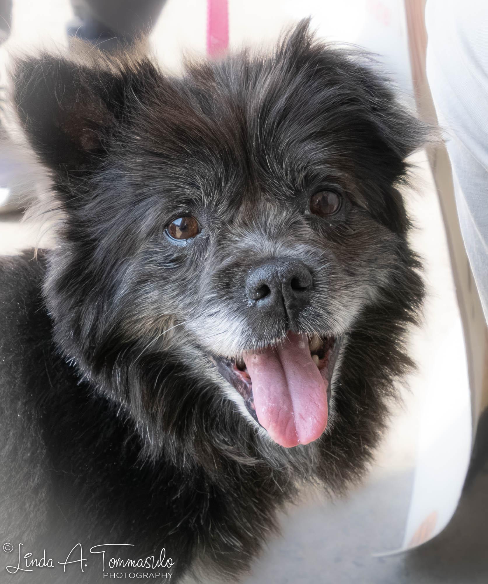 DANDELION, adopted, Adult Female Pomeranian.