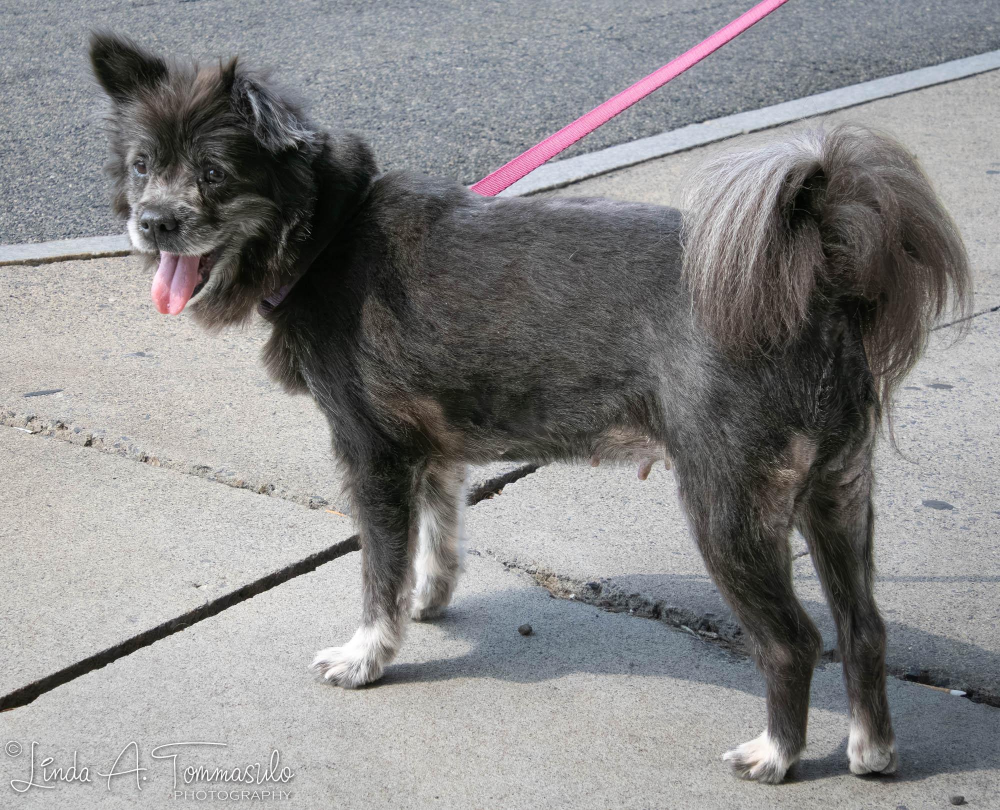 Enlarge DANDELION, an adopted mixed breed in Albany, NY image 4/6