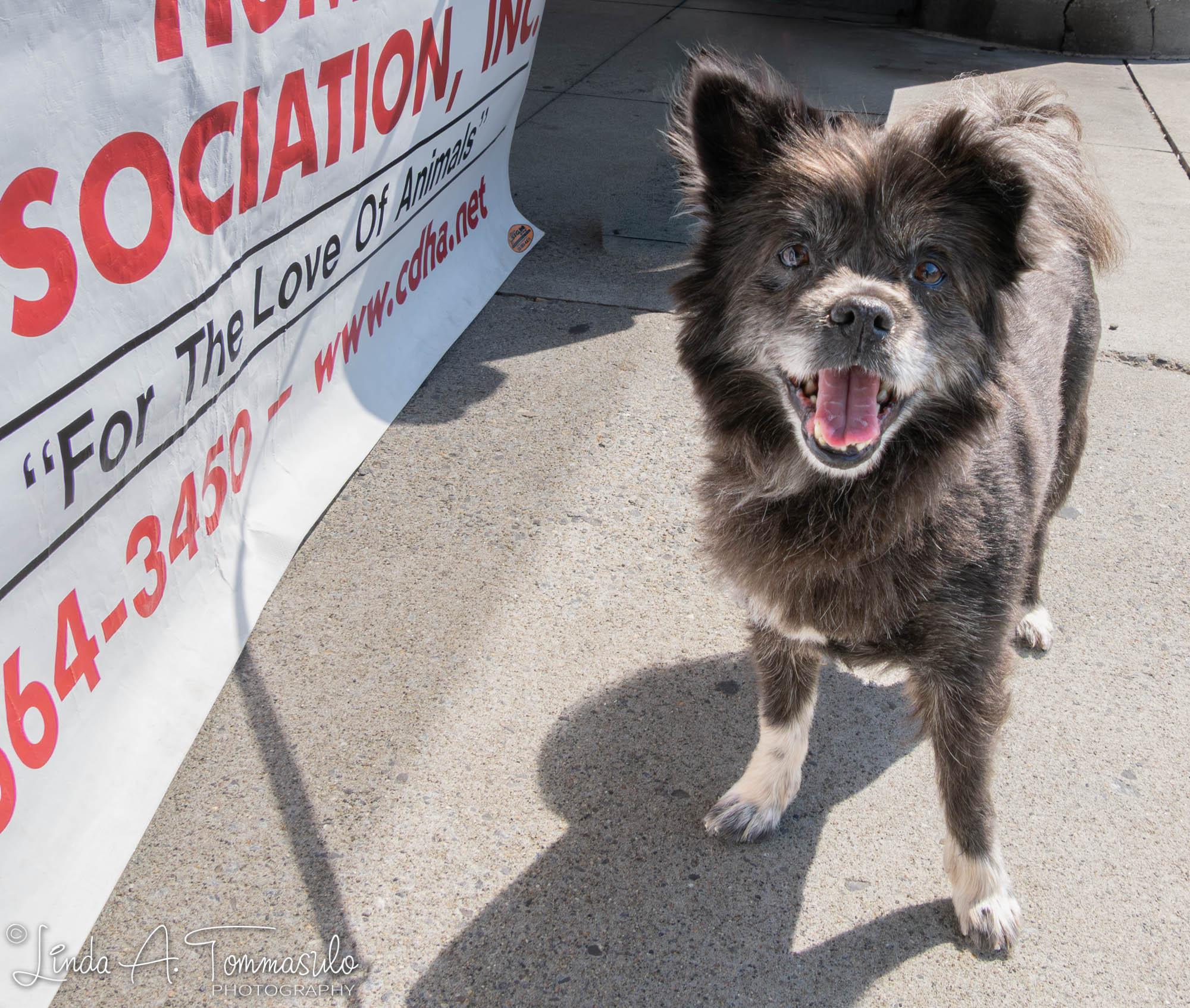 Enlarge DANDELION, an adopted mixed breed in Albany, NY image 5/6