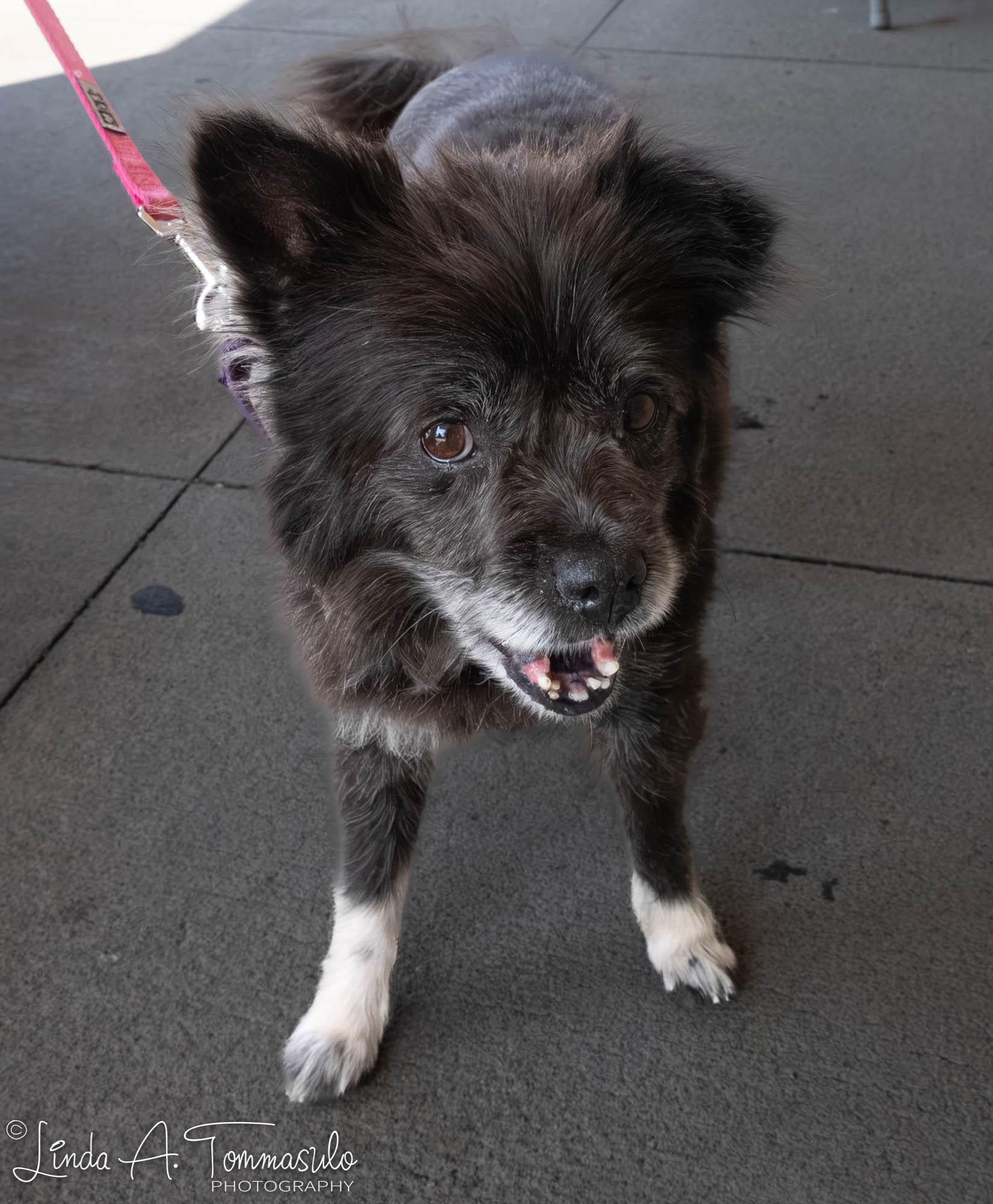 Enlarge DANDELION, an adopted mixed breed in Albany, NY image 6/6