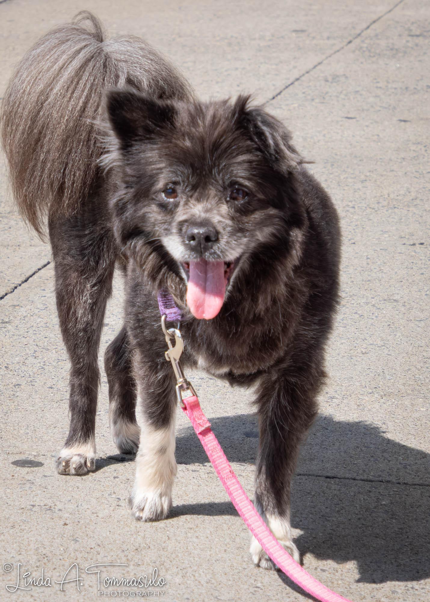 Enlarge DANDELION, an adopted mixed breed in Albany, NY image 2/6