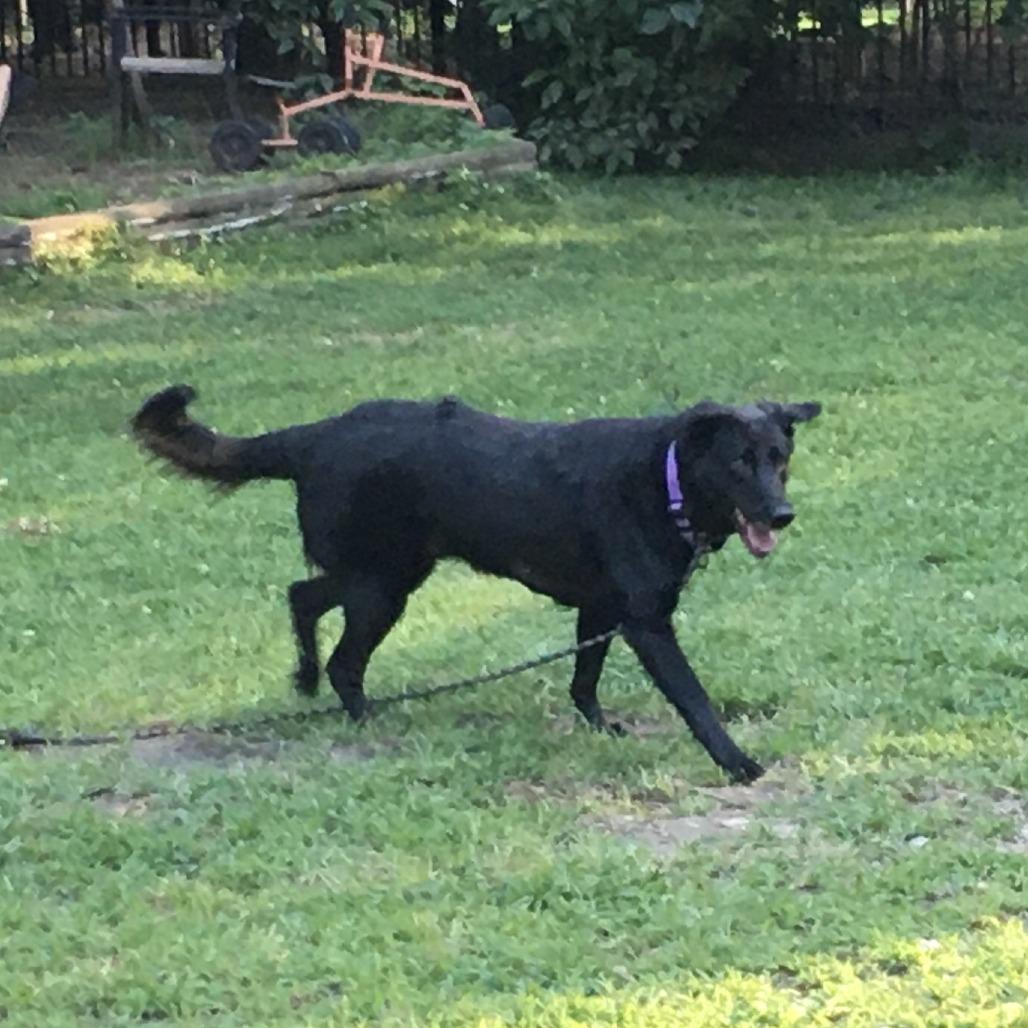 Enlarge Rosalina, a Adoptable mixed breed in Raleigh, NC image 1/6