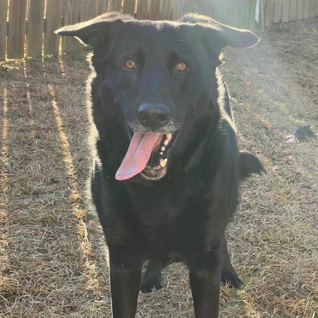 Enlarge Rosalina, a Adoptable mixed breed in Raleigh, NC image 2/6