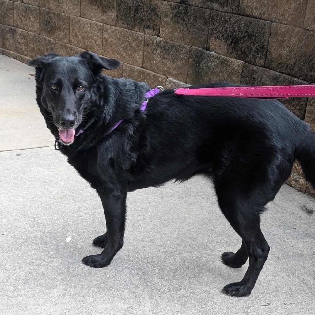 Enlarge Rosalina, a Adoptable mixed breed in Raleigh, NC image 2/6