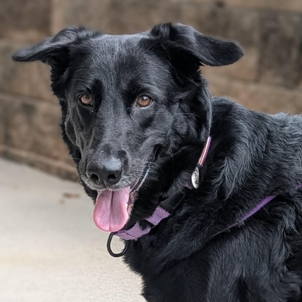 Enlarge Rosalina, a Adoptable mixed breed in Raleigh, NC image 3/6