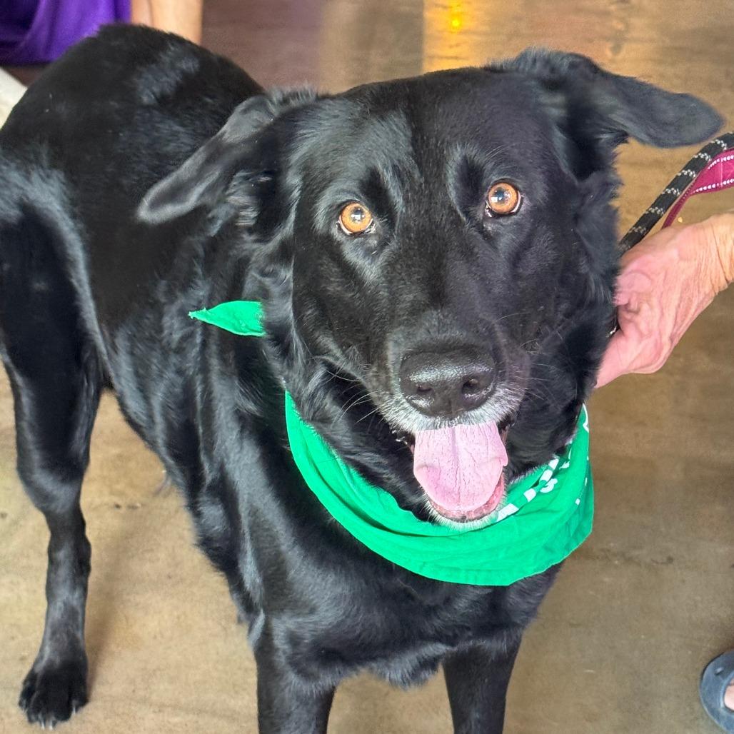 Enlarge Rosalina, a Adoptable mixed breed in Raleigh, NC image 4/6