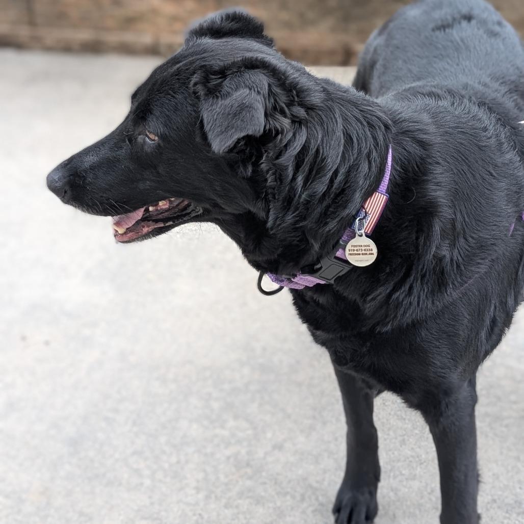 Enlarge Rosalina, a Adoptable mixed breed in Raleigh, NC image 5/6