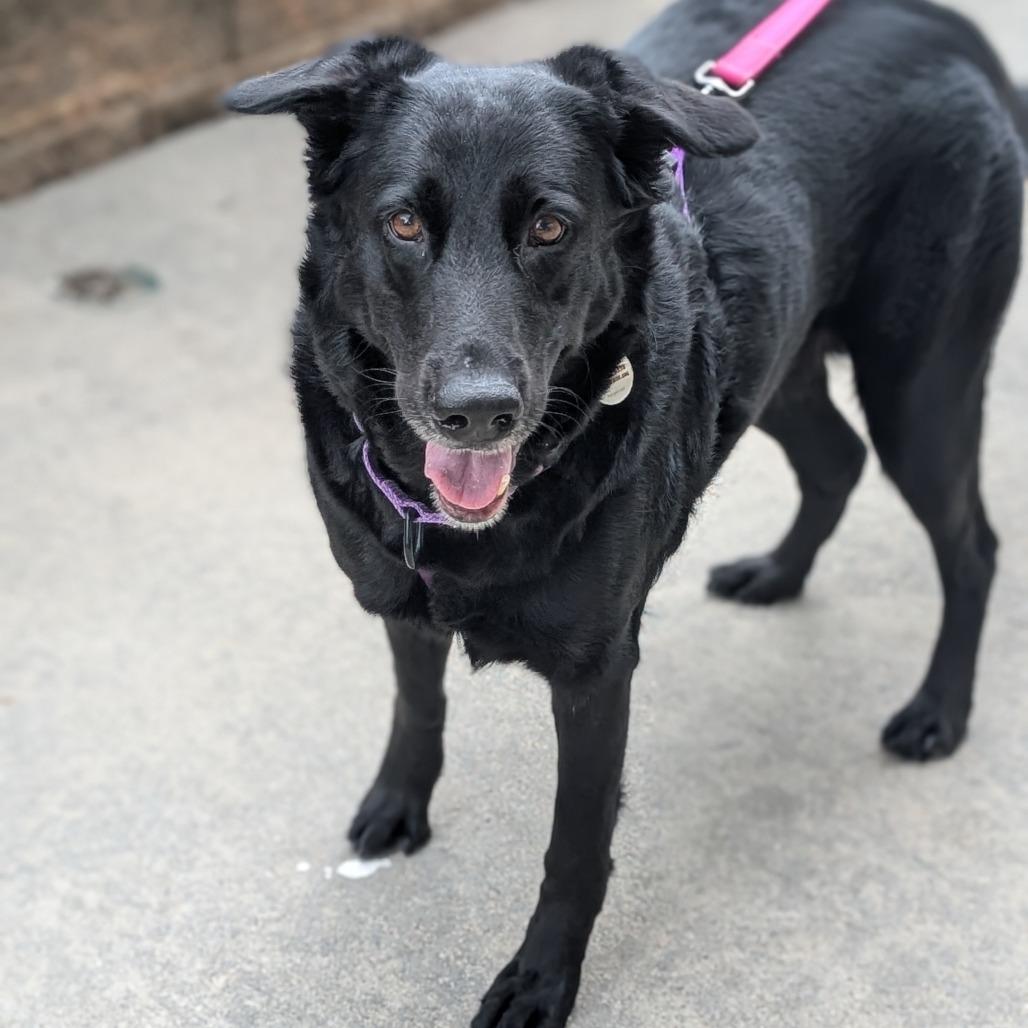 Enlarge Rosalina, a Adoptable mixed breed in Raleigh, NC image 6/6