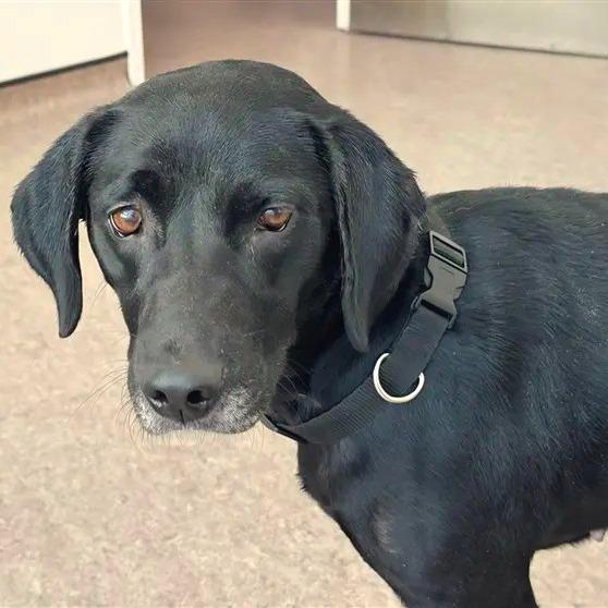 Enlarge India, a Adoptable Black Labrador Retriever in Saint Louis, MO image 1/1