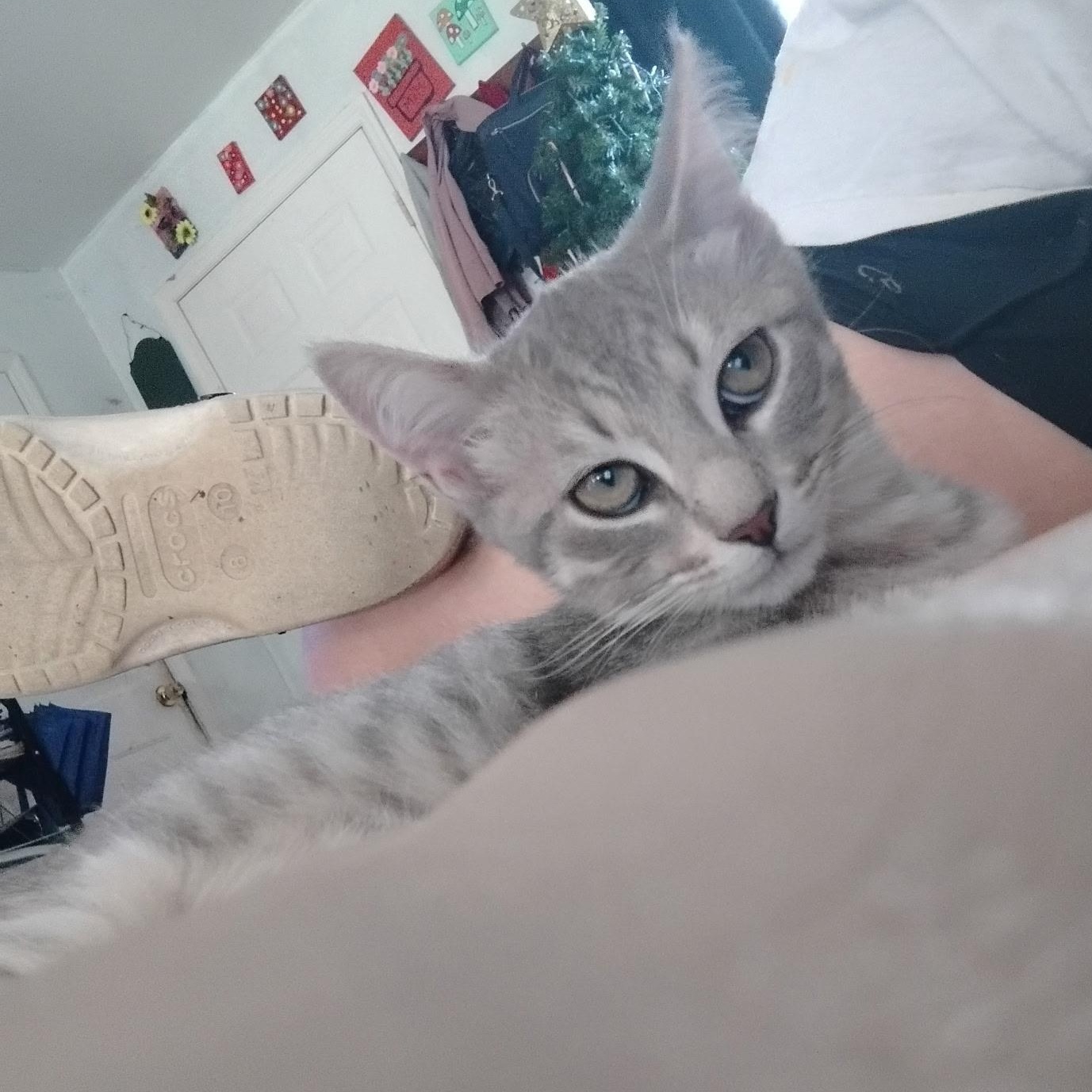 Sundae, ADOPTABLE, Kitten Female Domestic Short Hair.