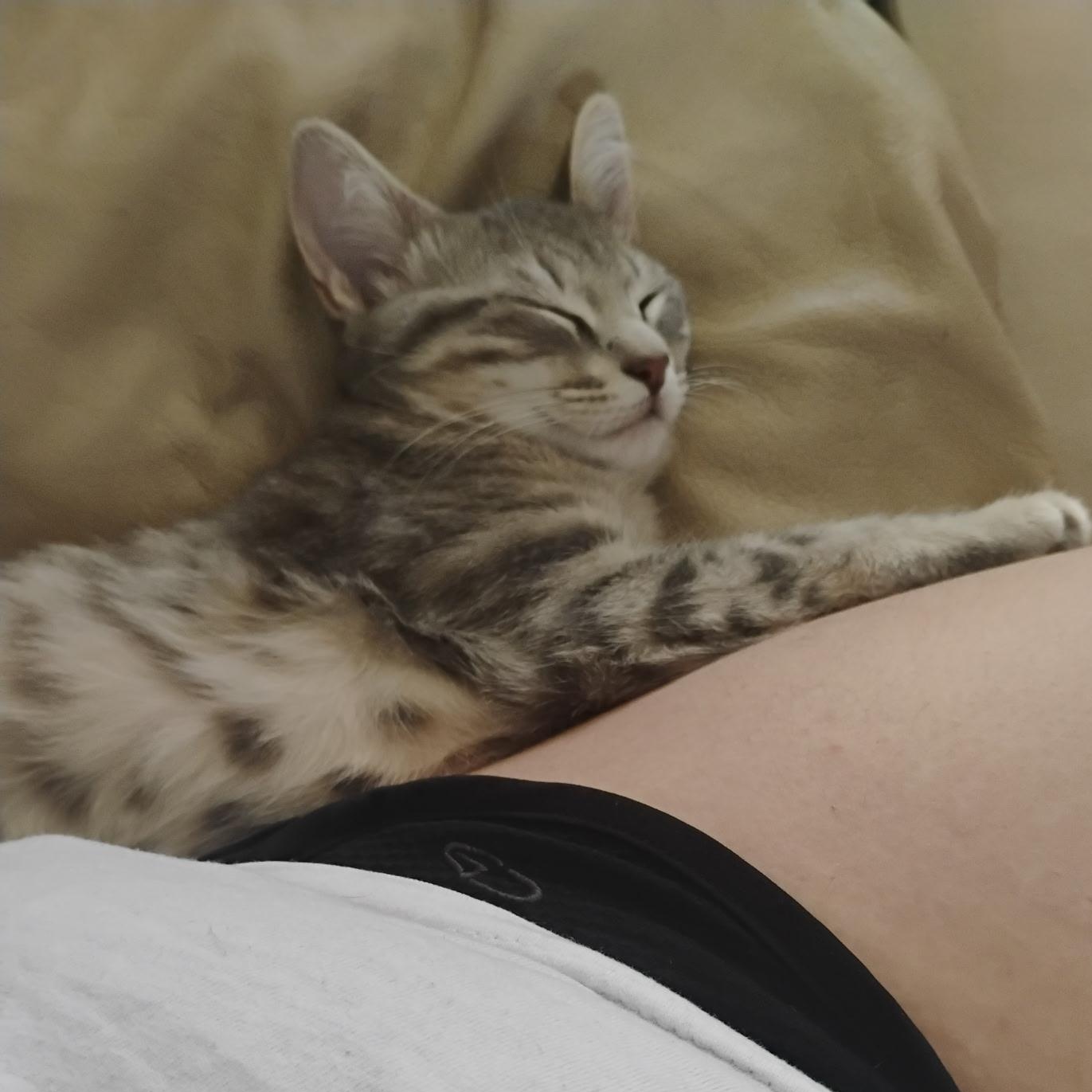 Enlarge Sundae, a ADOPTABLE Domestic Short Hair in Bonita Springs, FL image 2/3