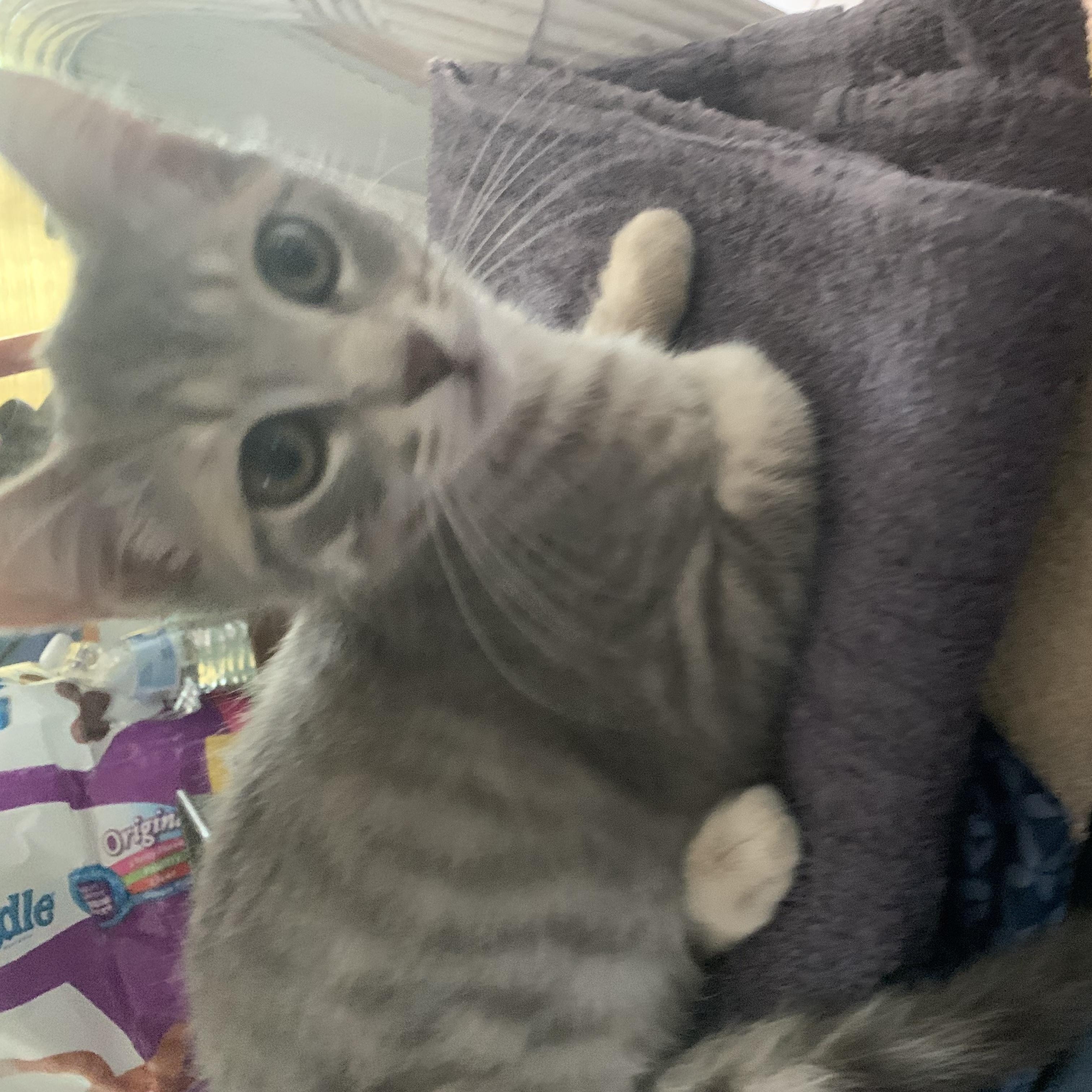 Enlarge Sundae, a ADOPTABLE Domestic Short Hair in Bonita Springs, FL image 3/3