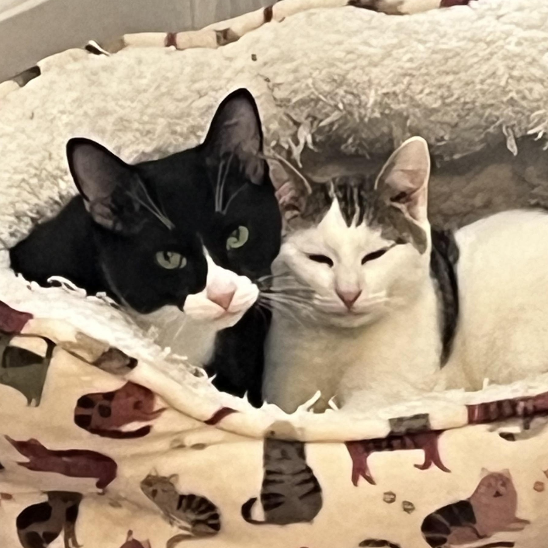 Teddy and Purrito/ BEST BUDDIES, ADOPTABLE, Young Male Domestic Short Hair.