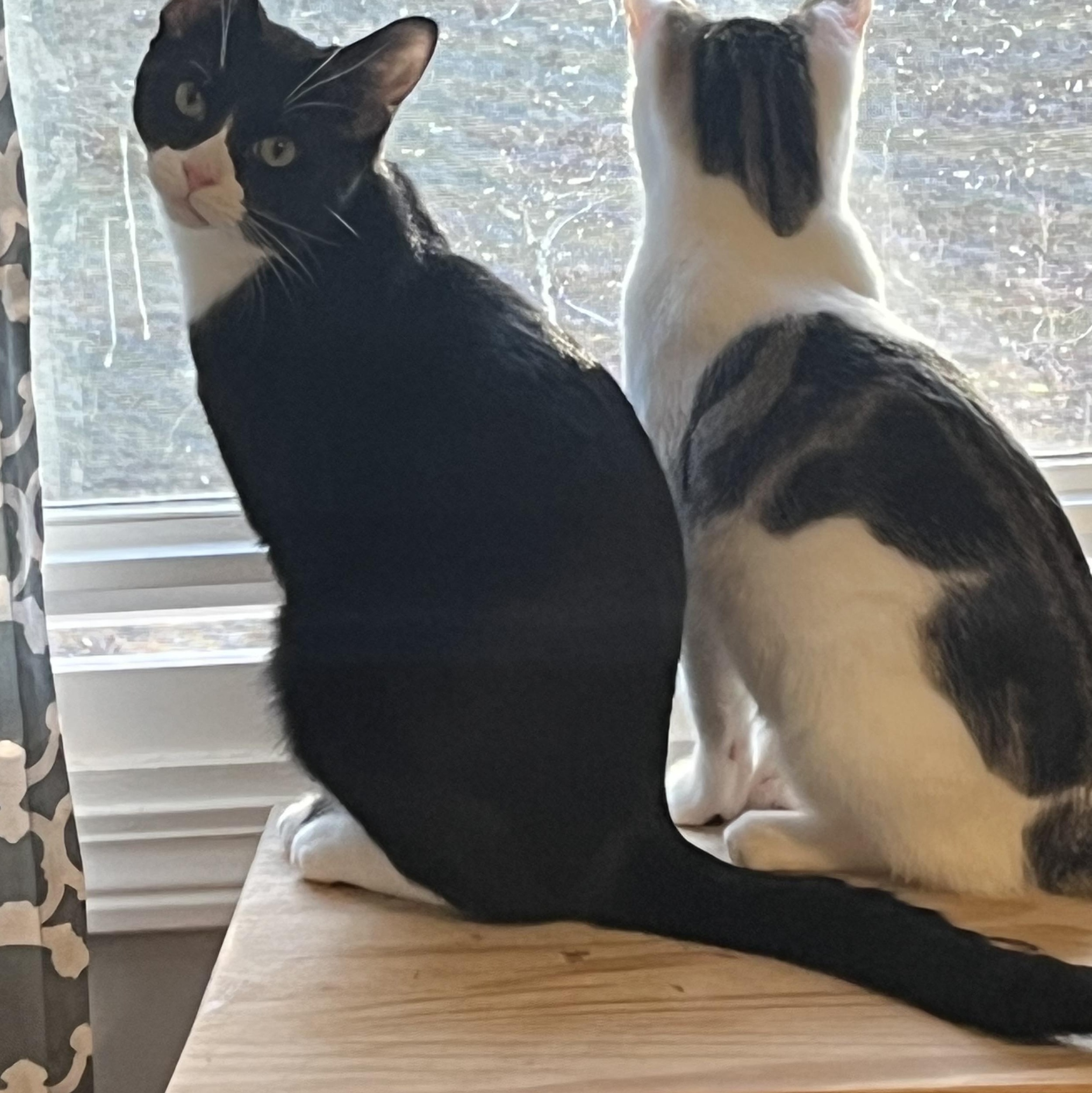 Enlarge Teddy and Purrito/ BEST BUDDIES, a ADOPTABLE Domestic Short Hair in Bethel, CT image 3/3