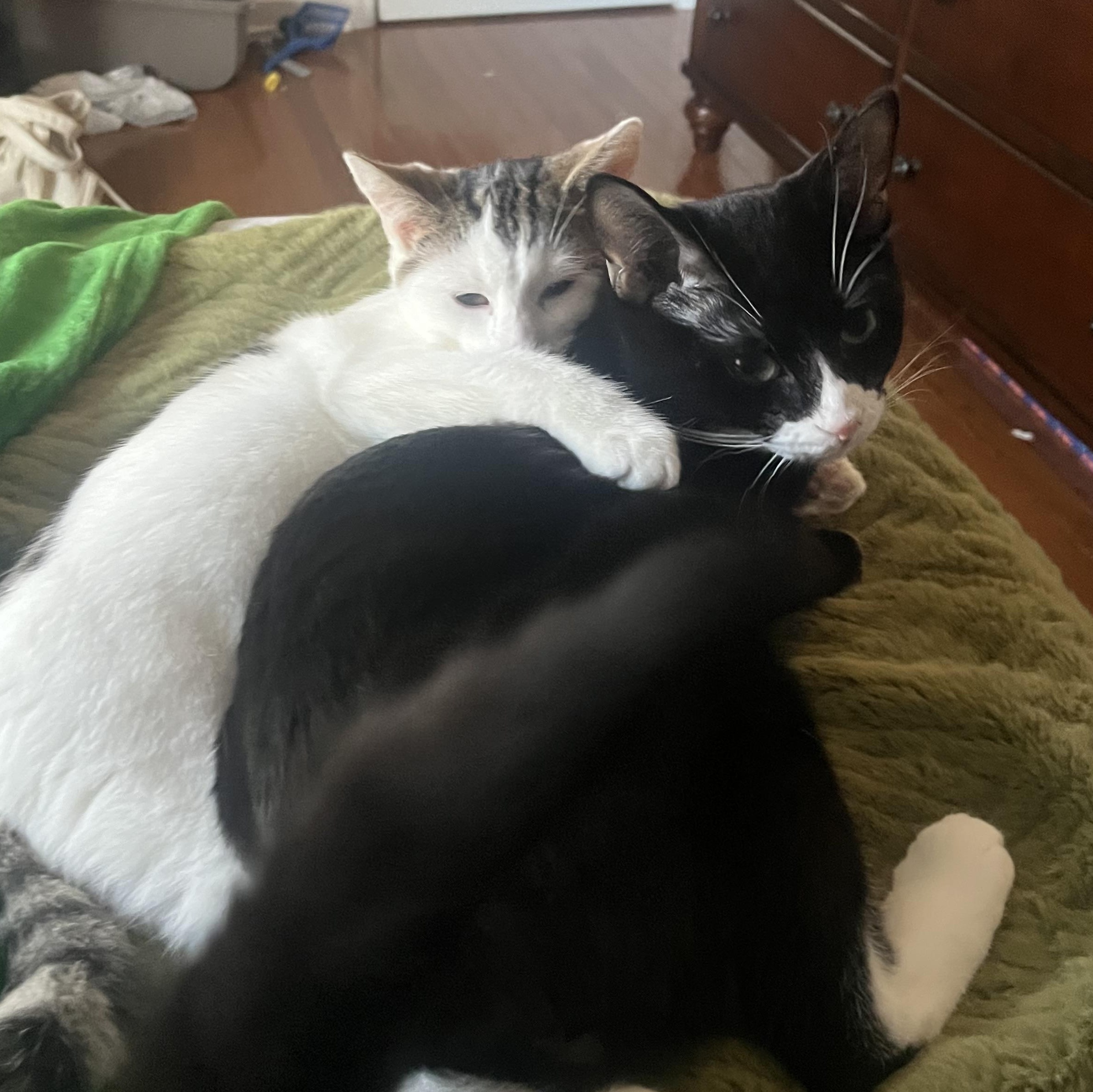 Teddy and Purrito/SWEETEST  BONDED BUDDIES, ADOPTABLE, Young Male Domestic Short Hair.