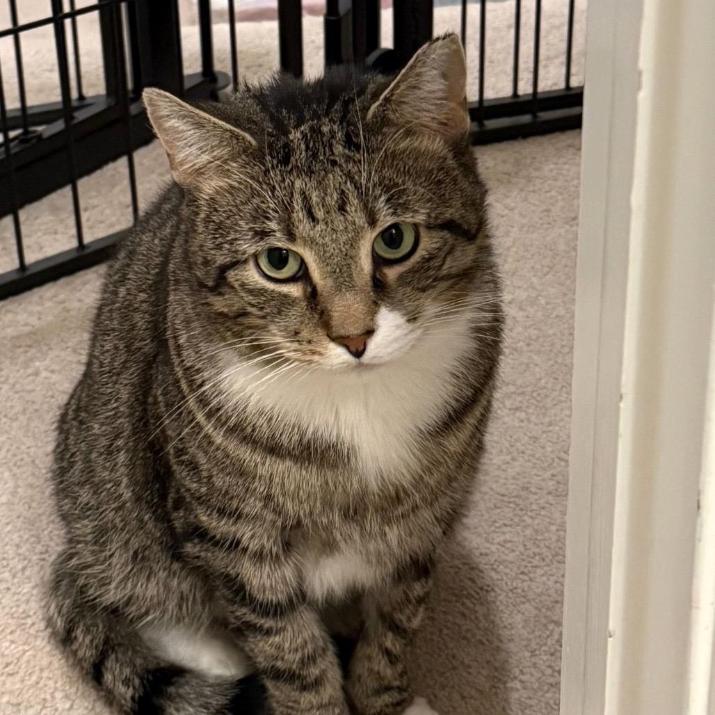 Enlarge Emmett, a Adoptable Domestic Short Hair in Gibsonia, PA image 2/6