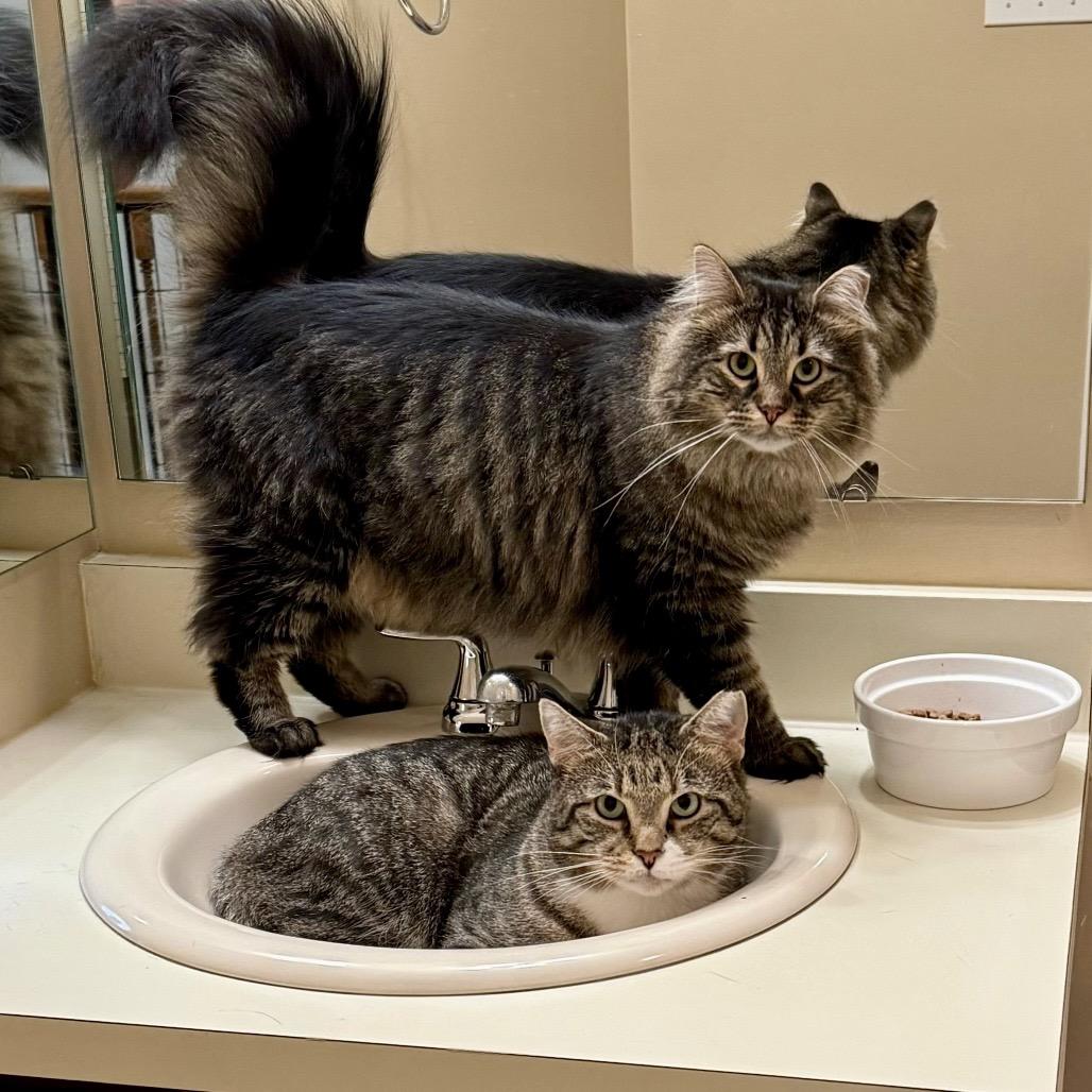 Enlarge Emmett, a Adoptable Domestic Short Hair in Gibsonia, PA image 3/6