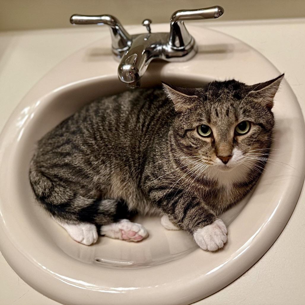 Enlarge Emmett, a Adoptable Domestic Short Hair in Gibsonia, PA image 4/6