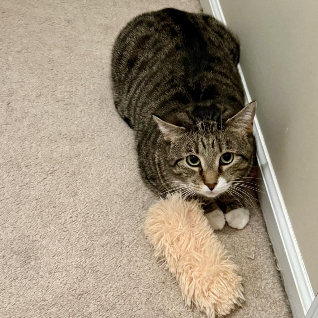 Enlarge Emmett, a Adoptable Domestic Short Hair in Gibsonia, PA image 5/6