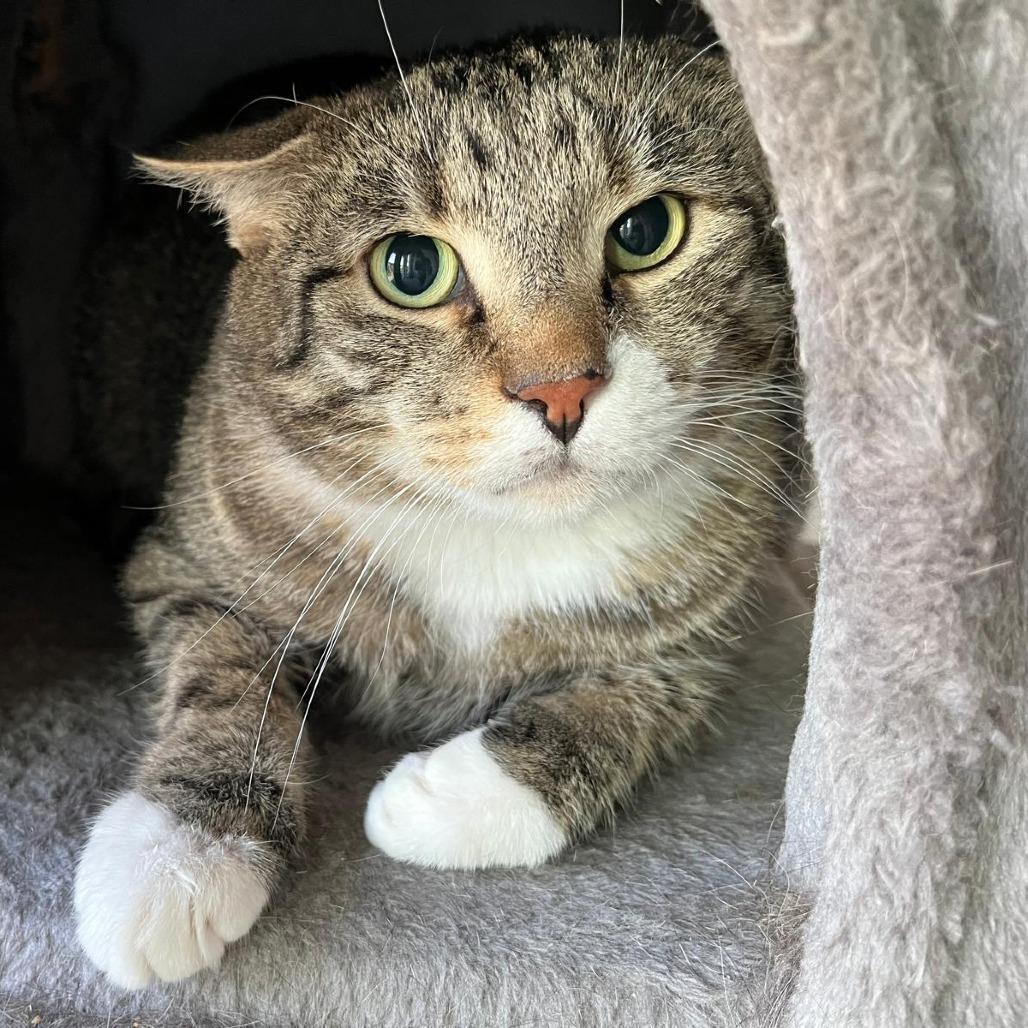 Enlarge Emmett, a Adoptable Domestic Short Hair in Gibsonia, PA image 6/6