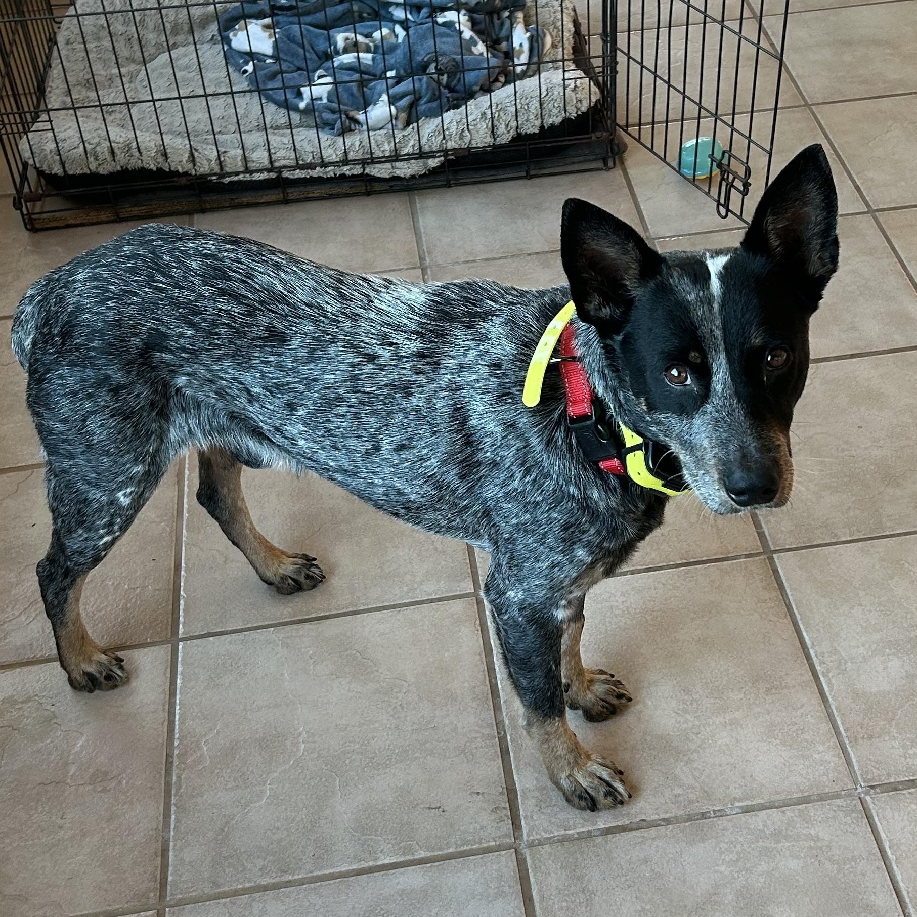 Ernie, a ADOPTABLE Australian Cattle Dog / Blue Heeler in Smithville, TX image 1/5