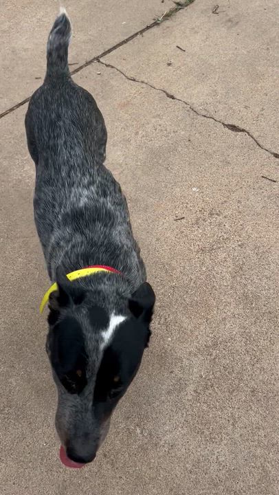 Enlarge Ernie, a ADOPTABLE Australian Cattle Dog / Blue Heeler in Smithville, TX video 4/5