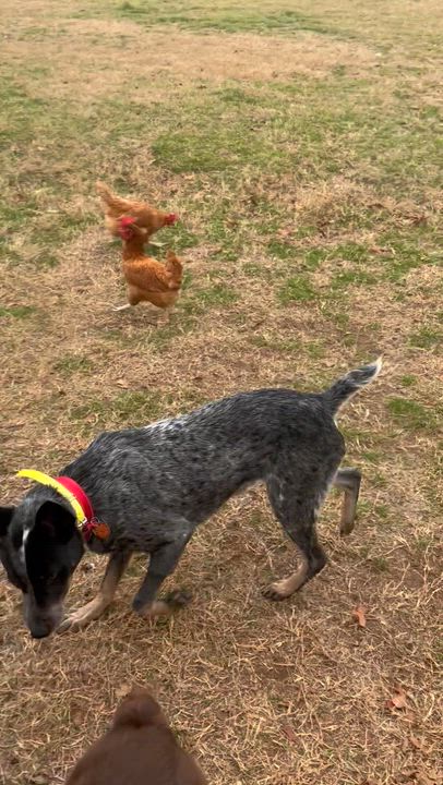 Enlarge Ernie, a ADOPTABLE Australian Cattle Dog / Blue Heeler in Smithville, TX video 5/5