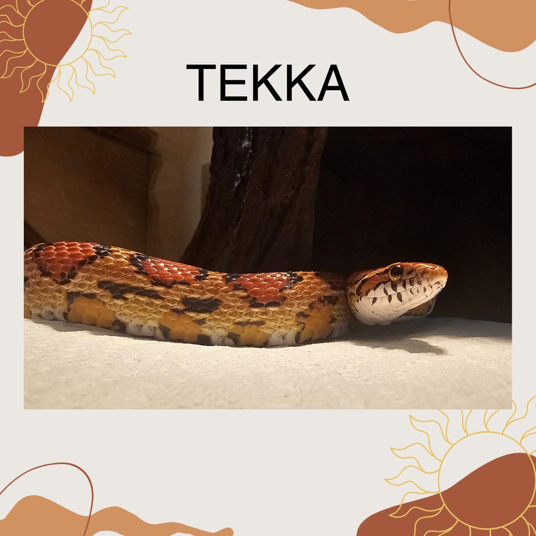 Tekka, Adult Female unknown