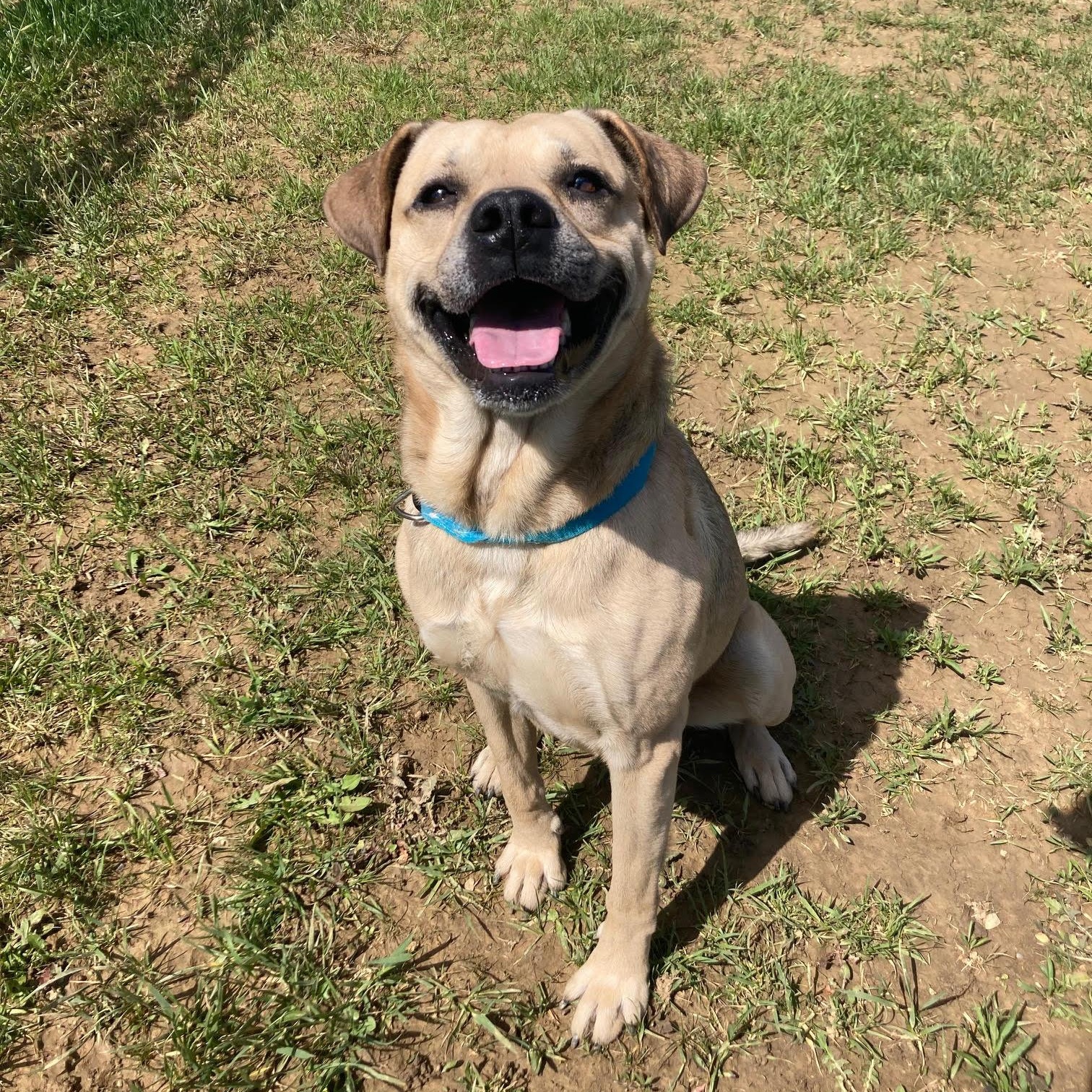 Enlarge Kylo @Prison Training Program, a Adoptable mixed breed in West Jefferson, OH image 2/4