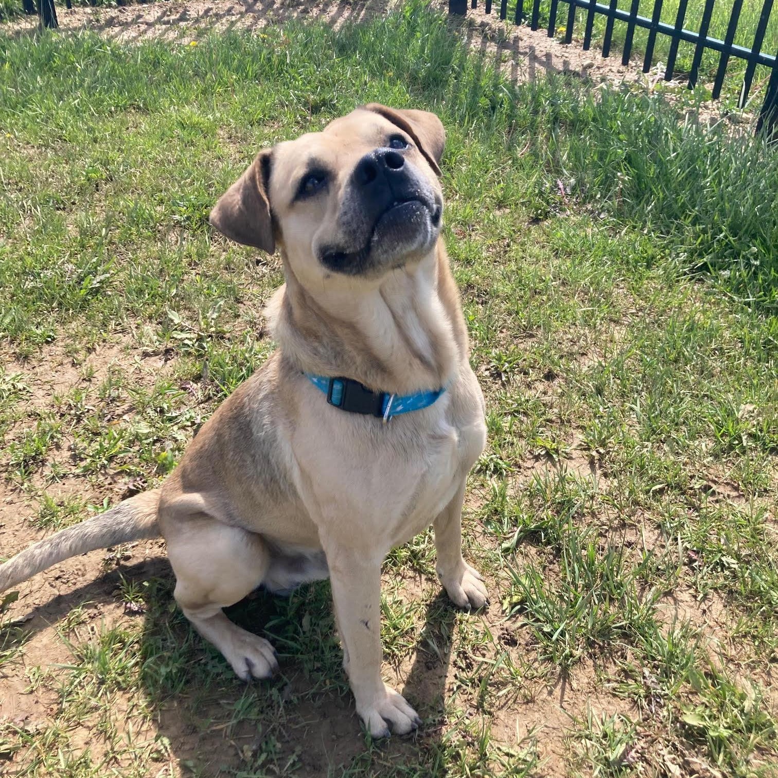 Enlarge Kylo @Prison Training Program, a Adoptable mixed breed in West Jefferson, OH image 1/4