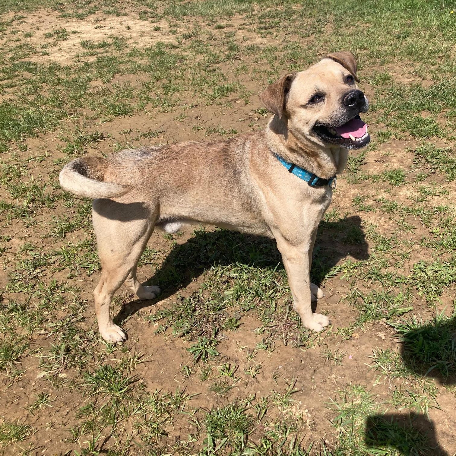 Enlarge Kylo @Prison Training Program, a Adoptable mixed breed in West Jefferson, OH image 4/4