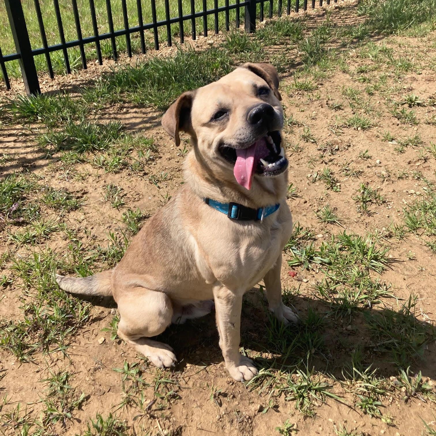 Enlarge Kylo @Prison Training Program, a Adoptable mixed breed in West Jefferson, OH image 3/4