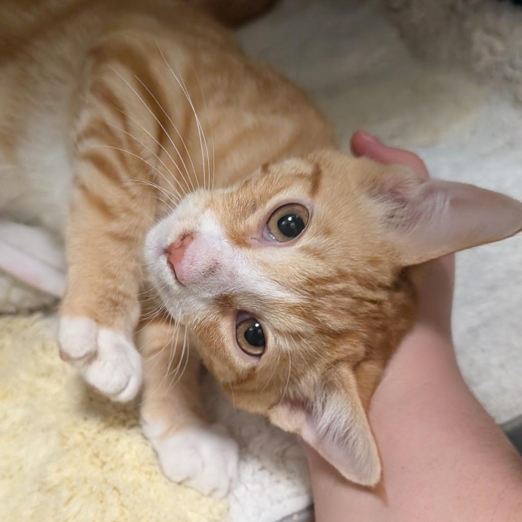 Enlarge Peter, a Adoptable Domestic Short Hair in Sonoma, CA image 1/2
