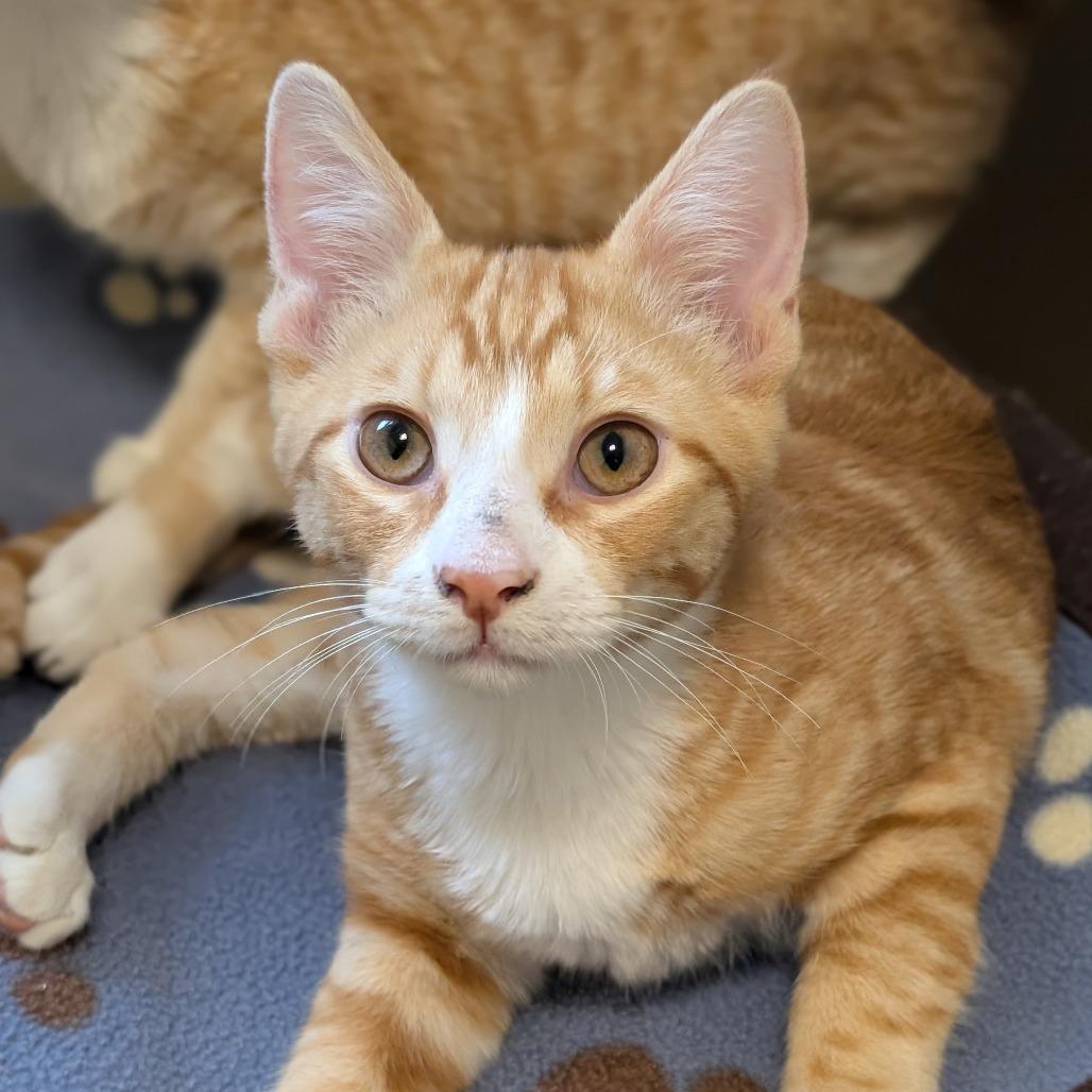 Enlarge Peter, a Adoptable Domestic Short Hair in Sonoma, CA image 2/2