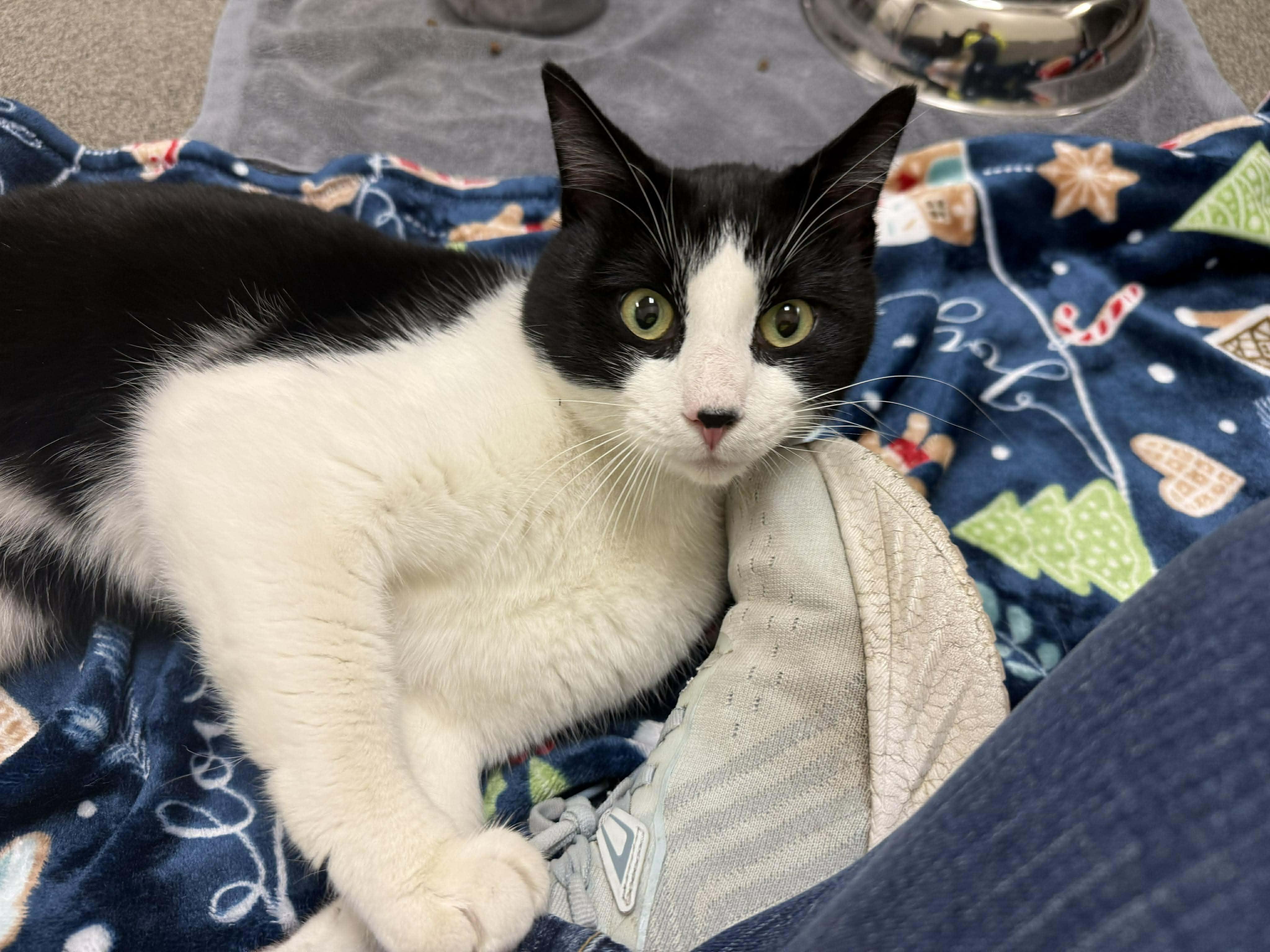 Mr. V, ADOPTABLE, Young Male Domestic Short Hair.