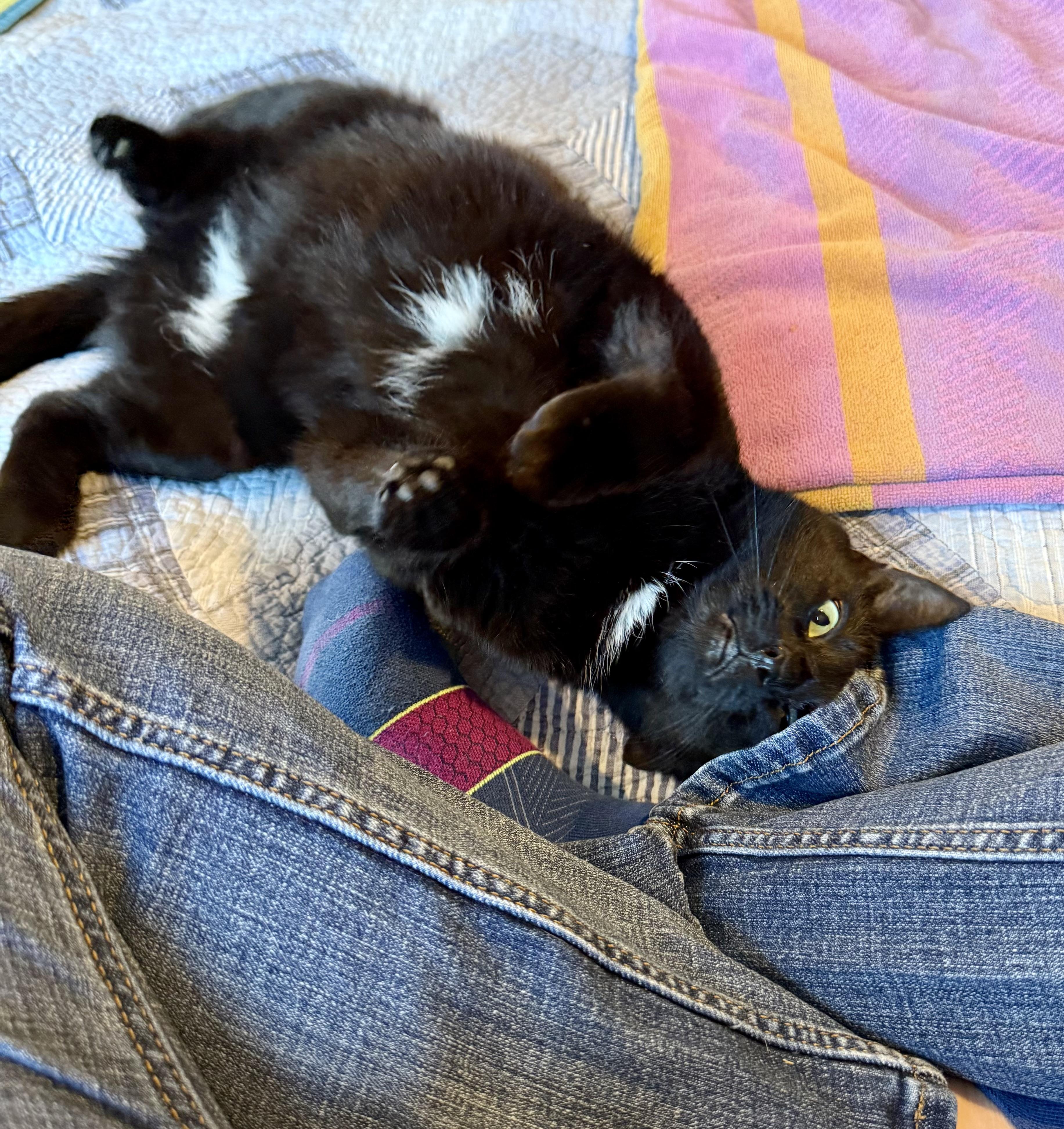 Mia, Adult Female Domestic Short Hair