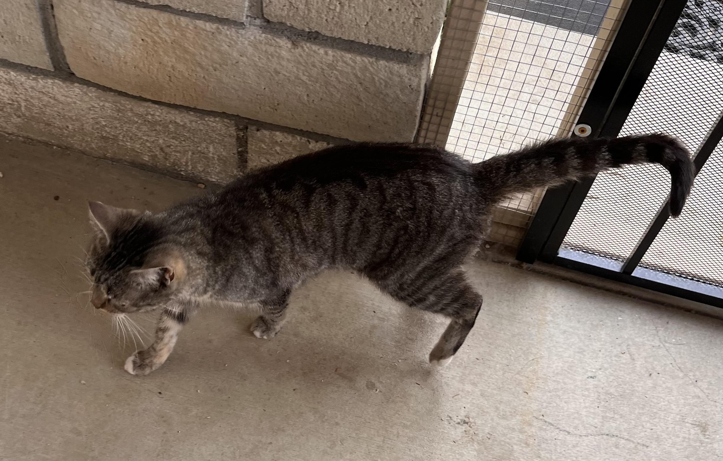 Enlarge Lady Bird, a Adoptable mixed breed in Moreno Valley, CA image 3/5