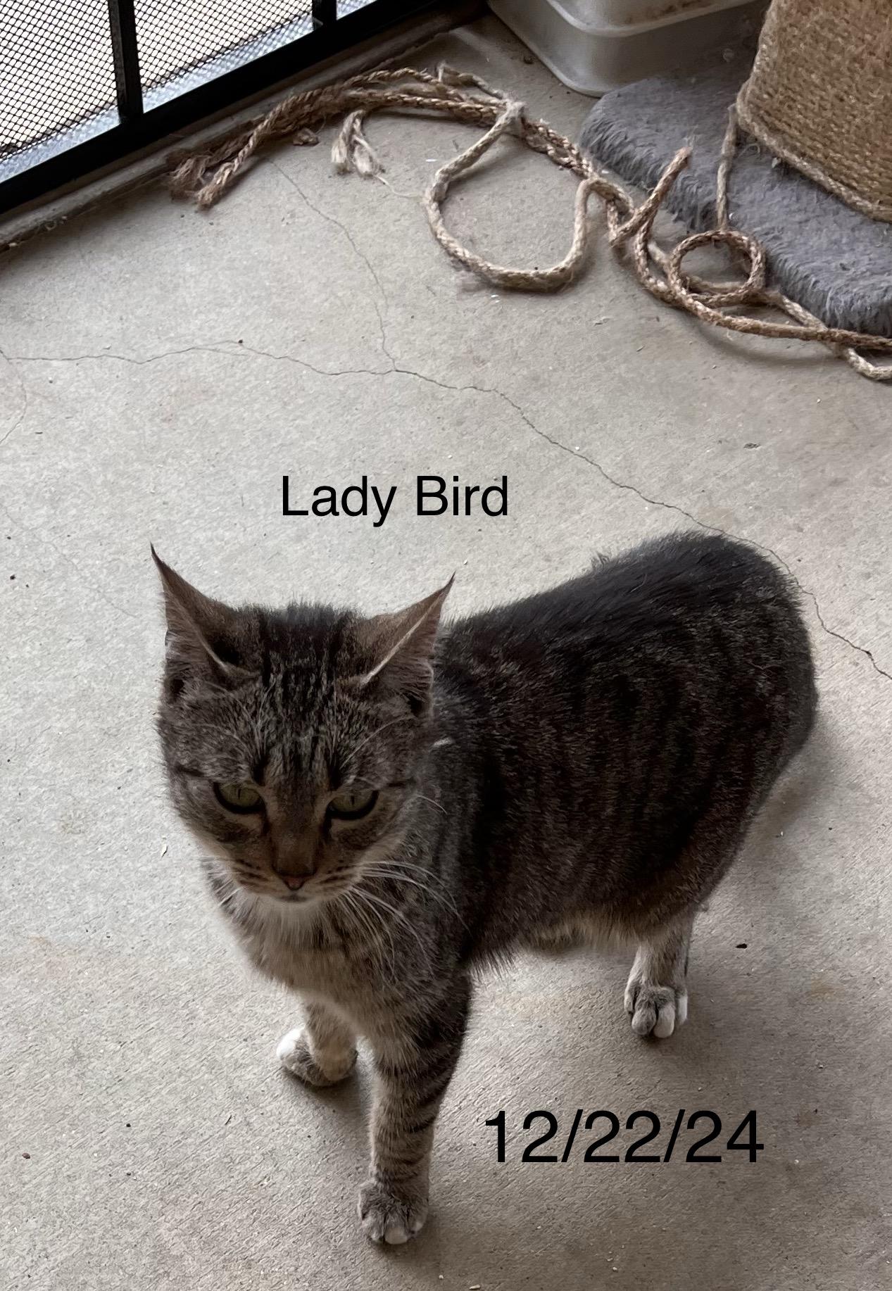 Enlarge Lady Bird, a Adoptable mixed breed in Moreno Valley, CA image 2/5