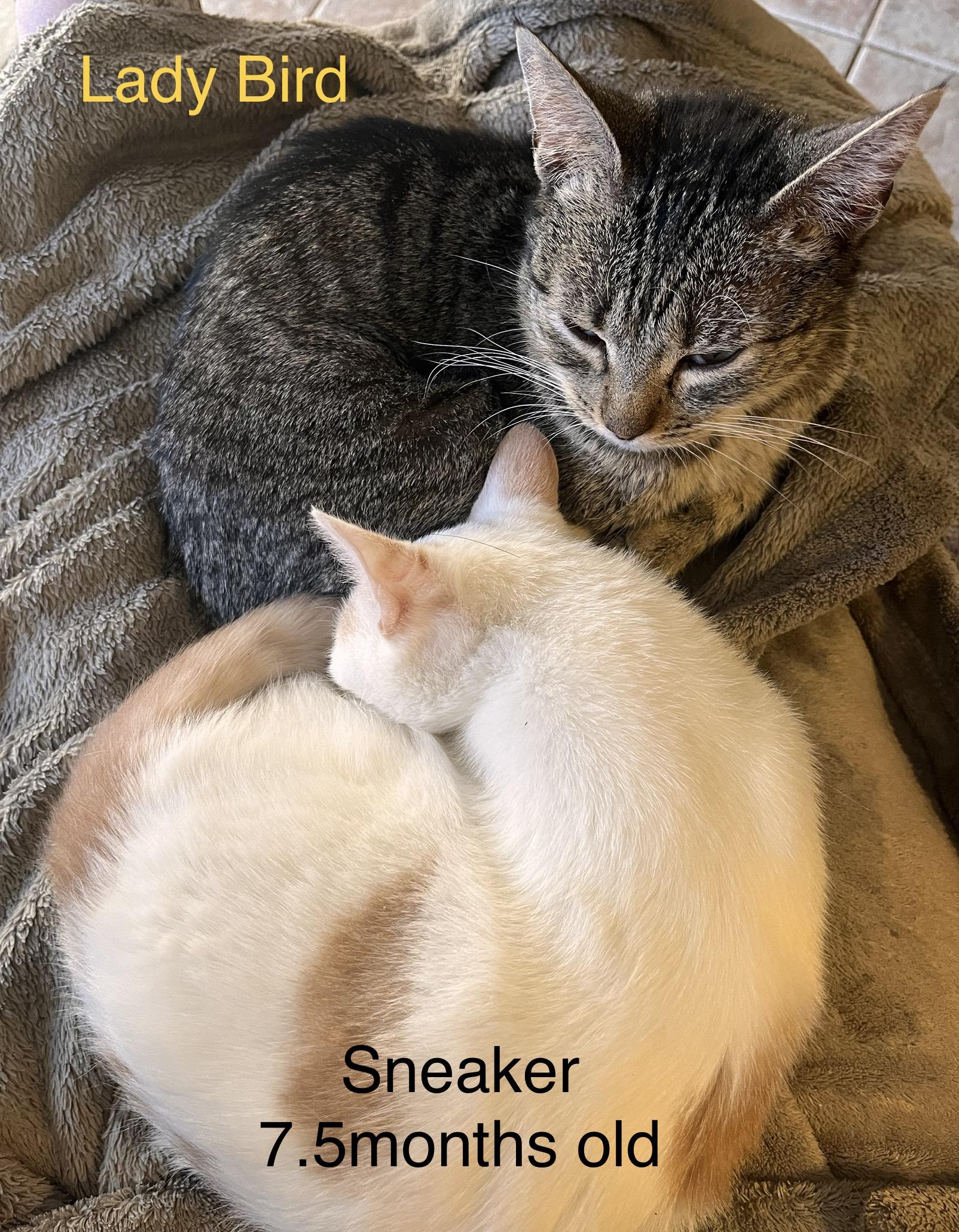 Lady Bird, Adoptable, Adult Female American Shorthair & Domestic Short Hair.