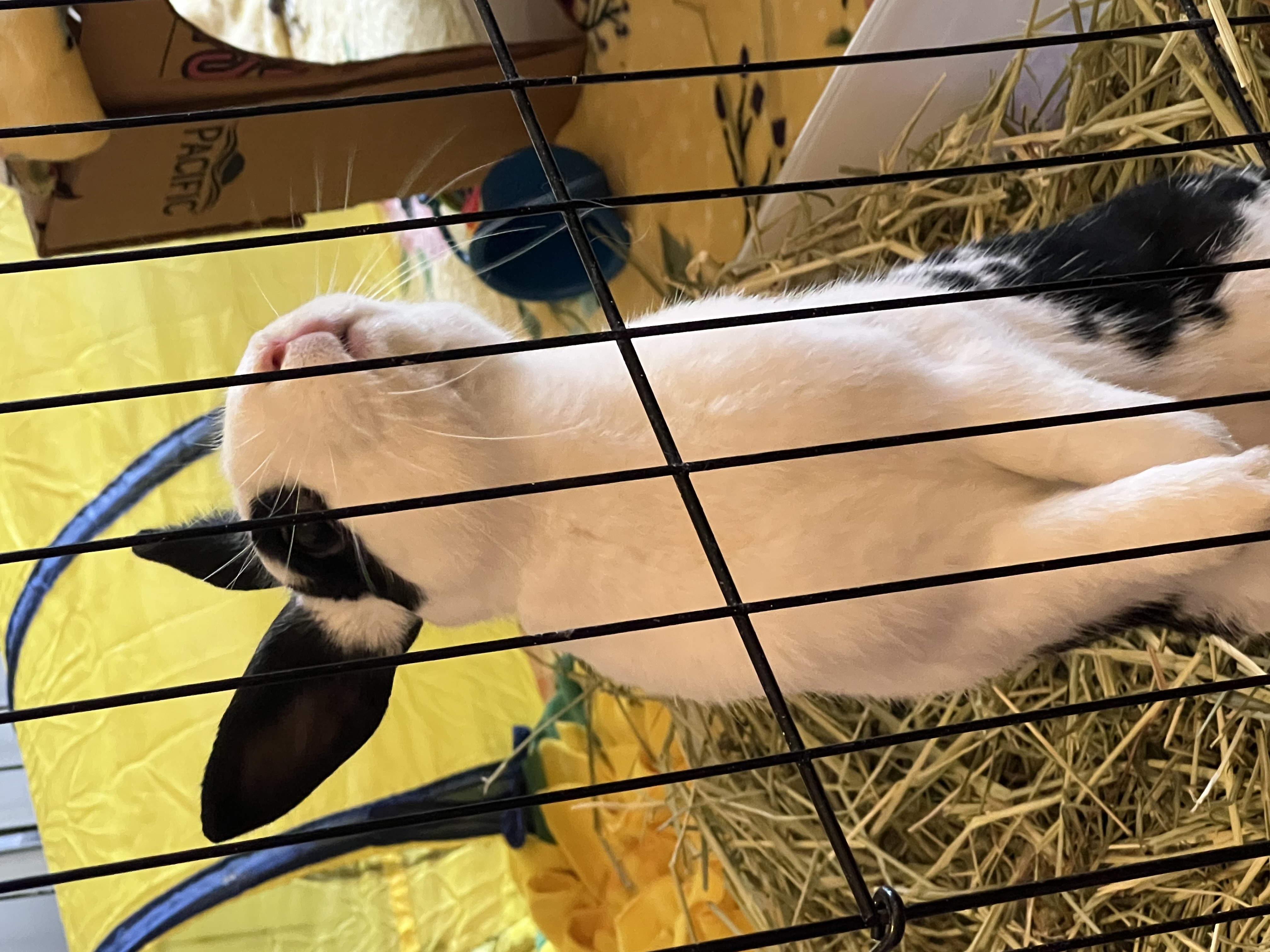 Ringo, Adoptable, Young Male English Spot & Bunny Rabbit.