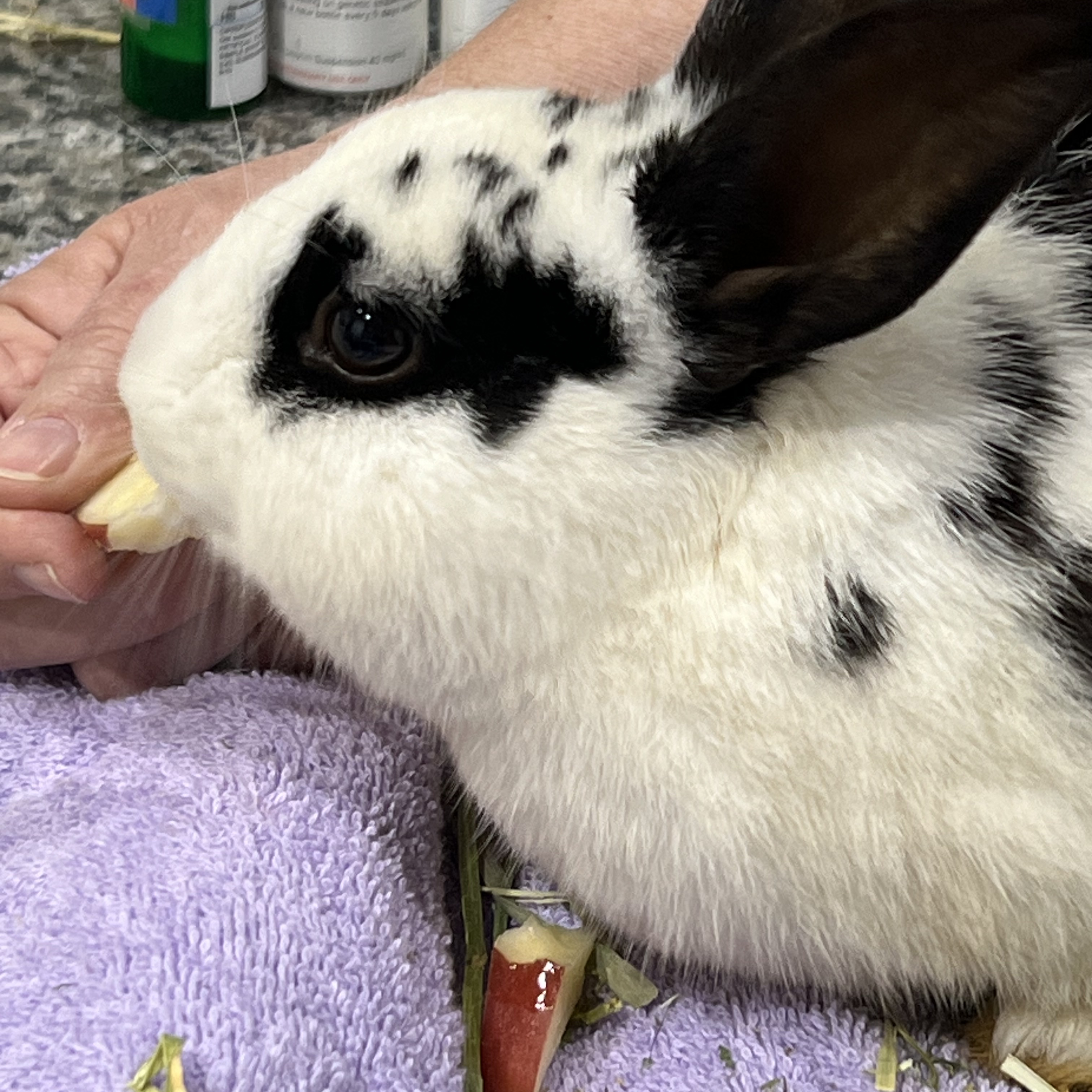 Enlarge Ringo, a Adoptable mixed breed in Huntsville, AL image 5/6