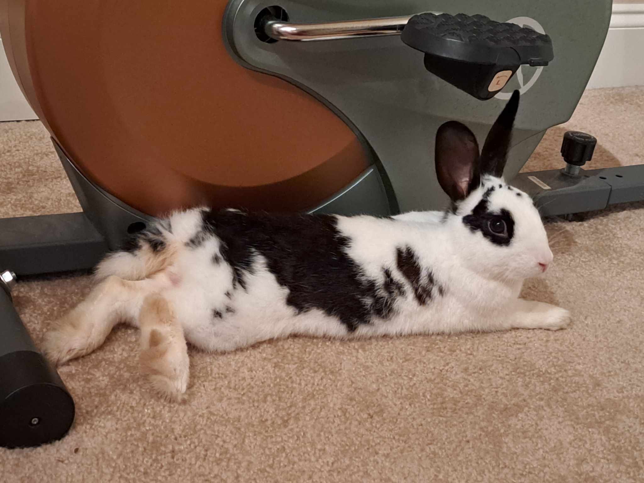 Enlarge Ringo, a Adoptable mixed breed in Huntsville, AL image 4/6