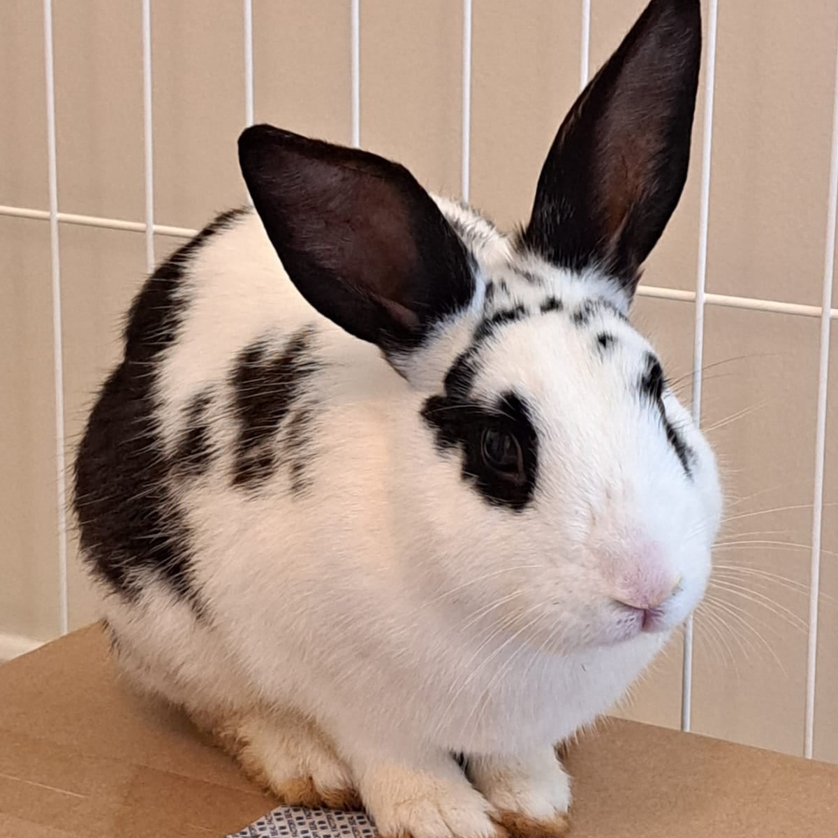 Enlarge Ringo, a Adoptable mixed breed in Huntsville, AL image 3/6