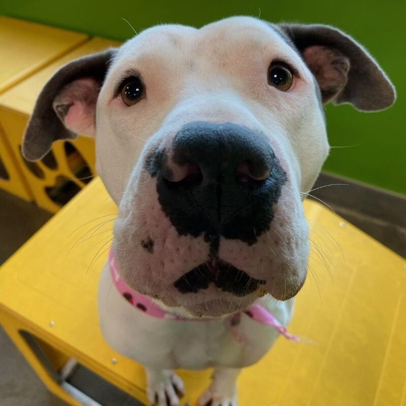 Dog for adoption Miss Piggy, a Pit Bull Terrier & American