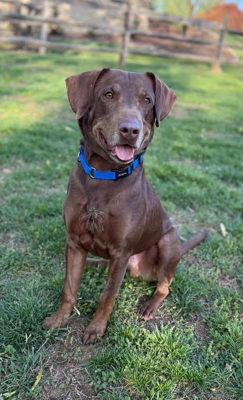 Chopito, Adoptable, Adult Male Labrador Retriever.