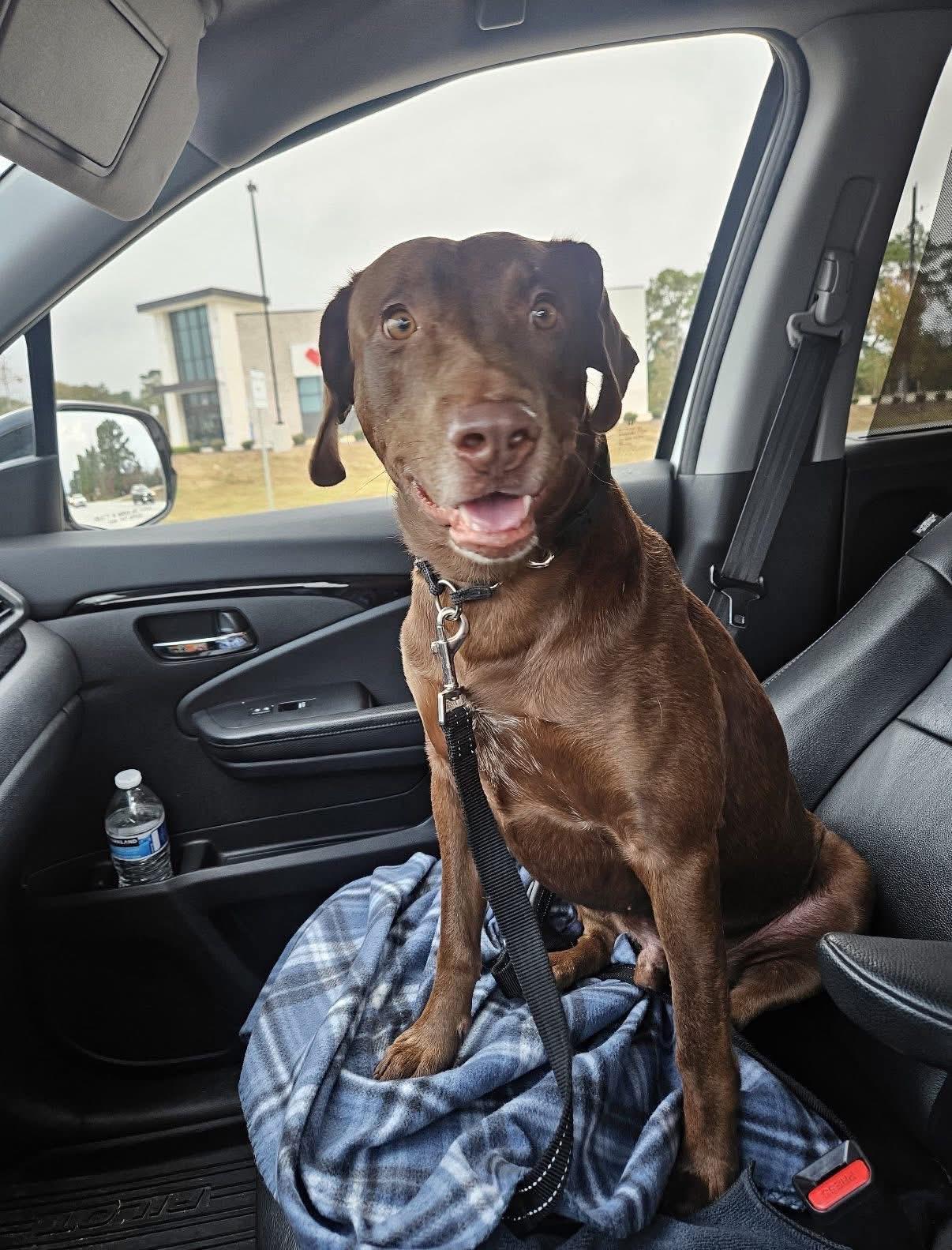 Enlarge Chopito, a Adoptable mixed breed in Elkton, MD image 3/6