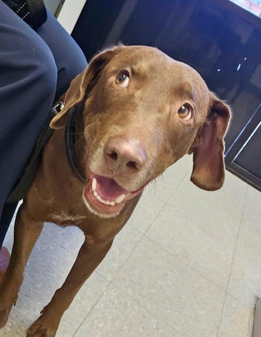Enlarge Chopito, a Adoptable mixed breed in Elkton, MD image 5/6